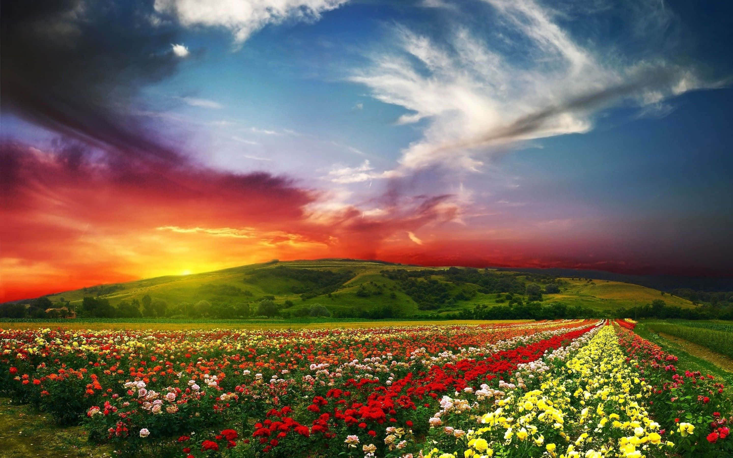 Vibrant Spring Landscape, sunset, rolling hills, 2K Desktop Wallpaper