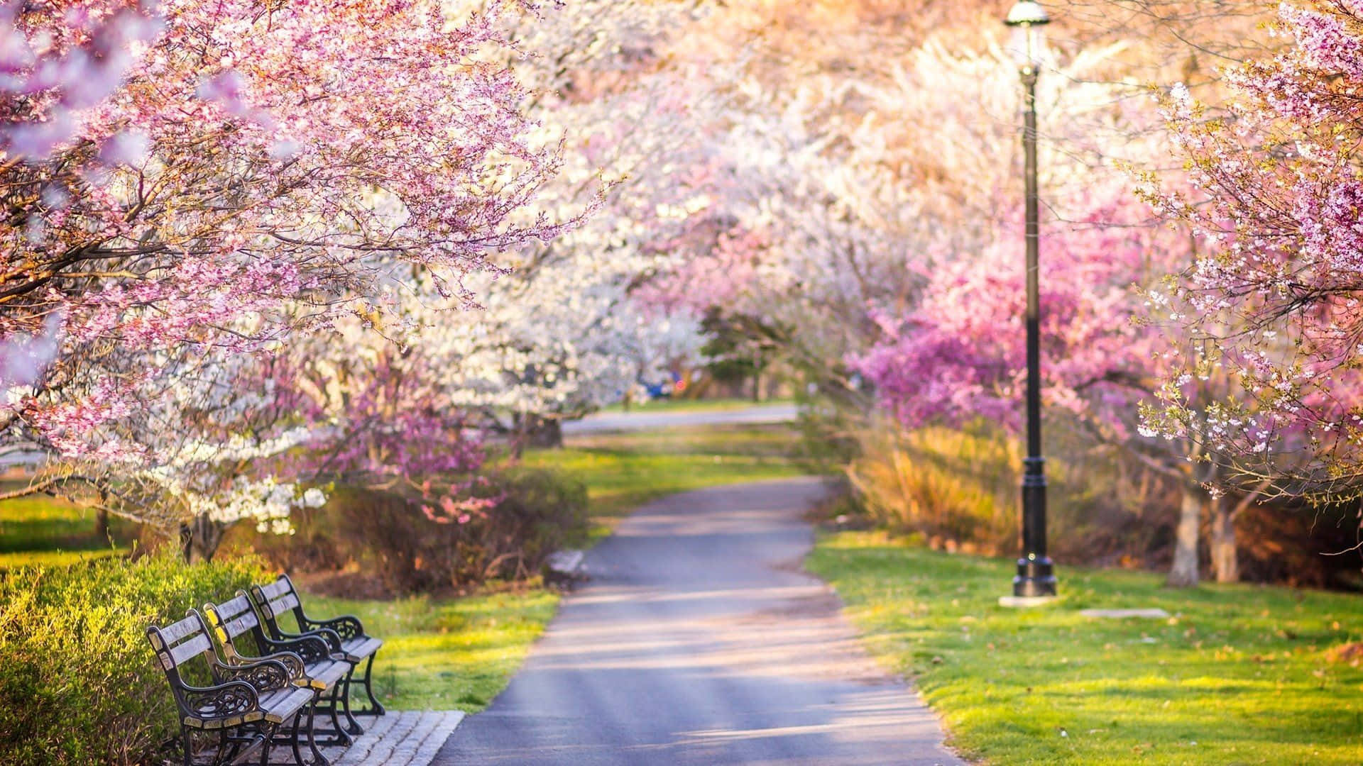 spring park, pink and white cherry trees, winding park path, Full HD Desktop Wallpaper