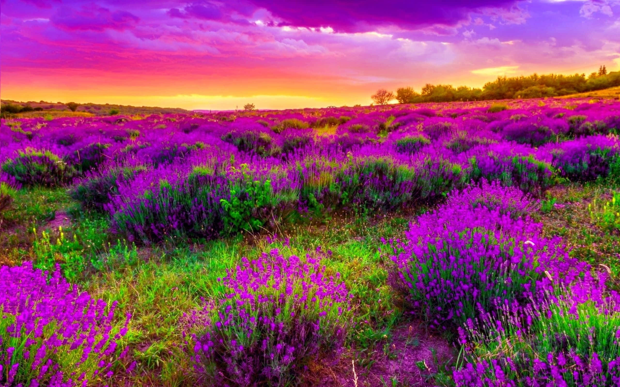 Spring Landscape, lavender fields, fiery sunset sky, 2K Desktop Wallpaper
