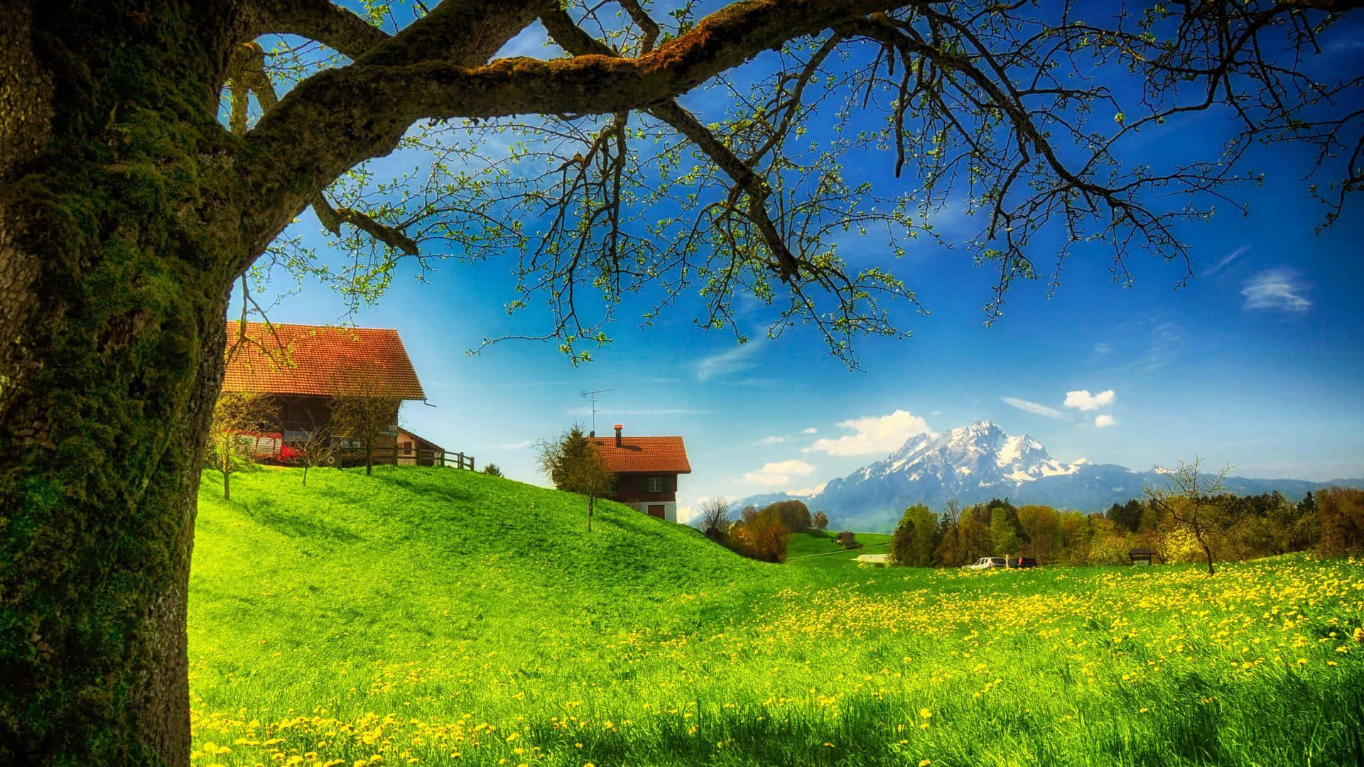 mossy tree, sunlit meadow of yellow flowers, red-roofed cabins, Full HD Desktop Wallpaper