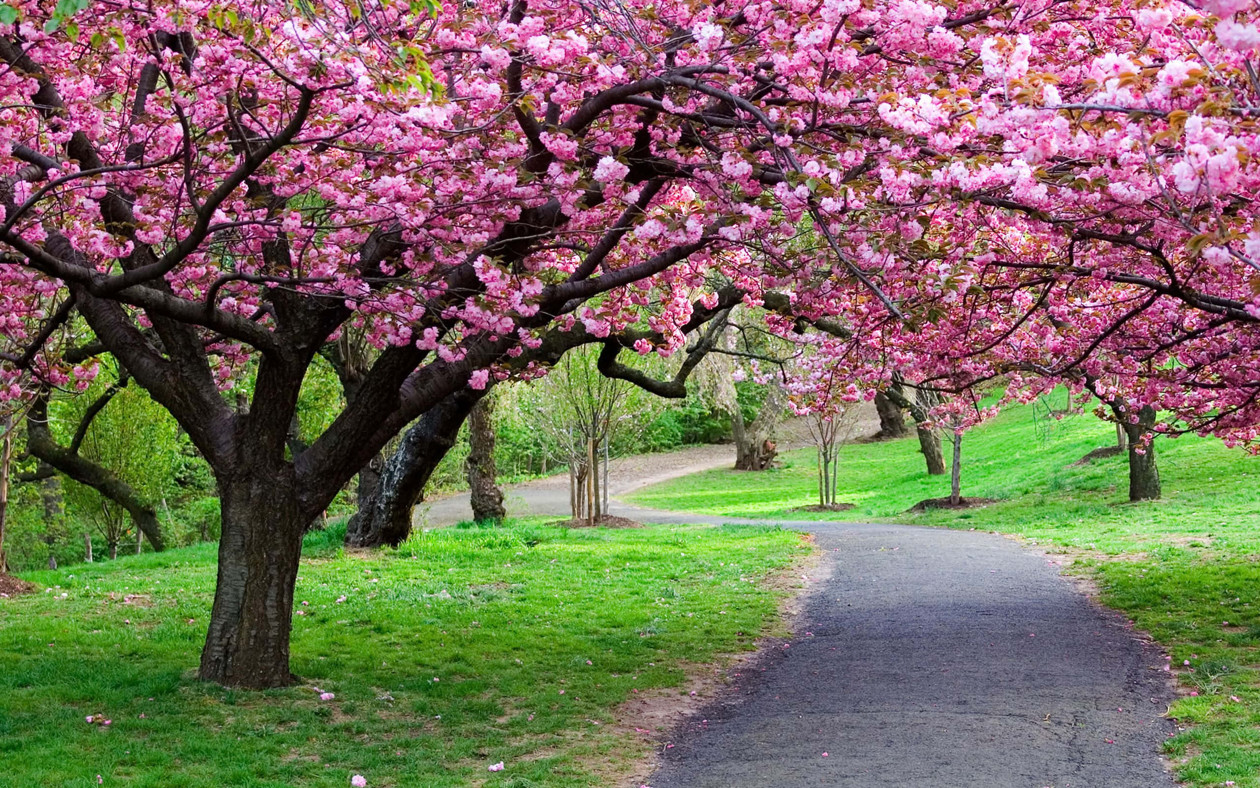 spring outdoors, 2560 x 1600 wallpaper, vibrant pink cherry blossoms, 2K Desktop Wallpaper
