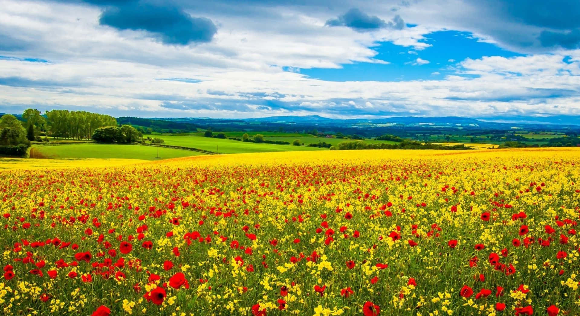 spring fields, red and yellow wildflowers, bright blue sky, HD Desktop Wallpaper