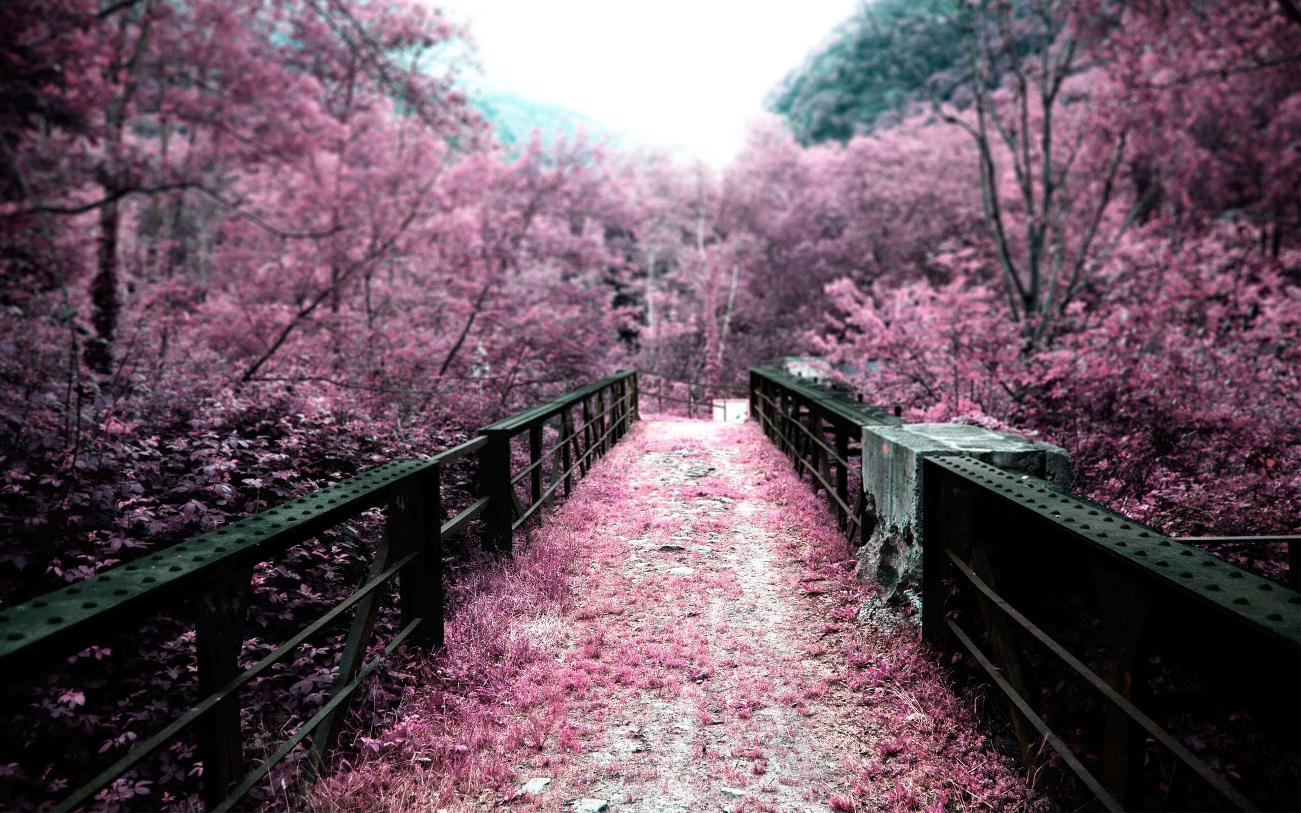 spring outdoors, 2560 x 1600 wallpaper, weathered metal bridge, 2K Desktop Wallpaper