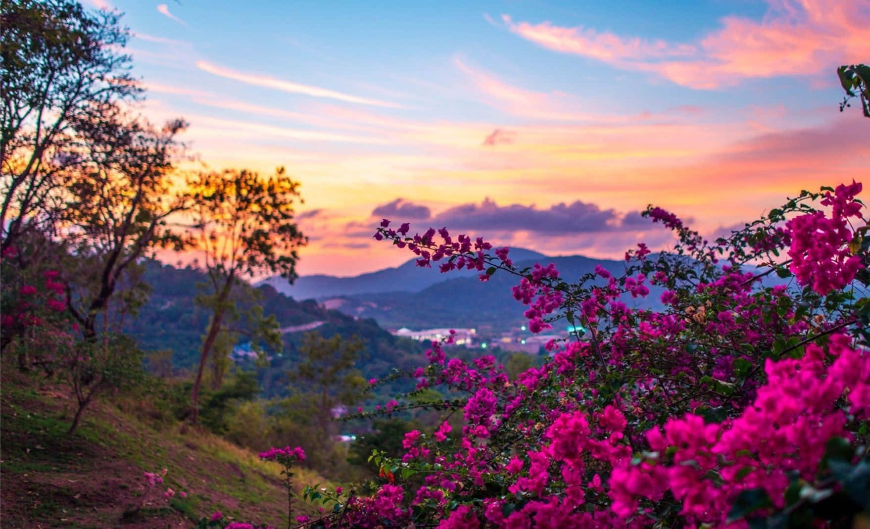 spring landscape, bougainvillea, sunset, HD Desktop Wallpaper