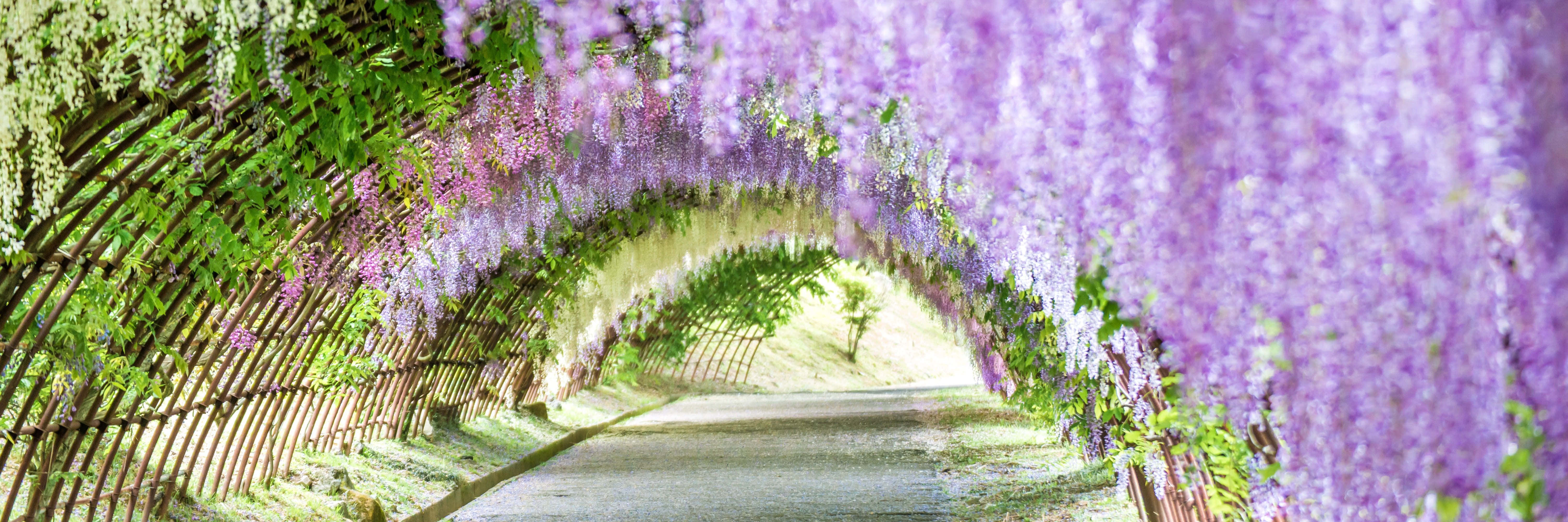 spring outdoors, winding path, purple wisteria flowers, 5K Desktop Wallpaper