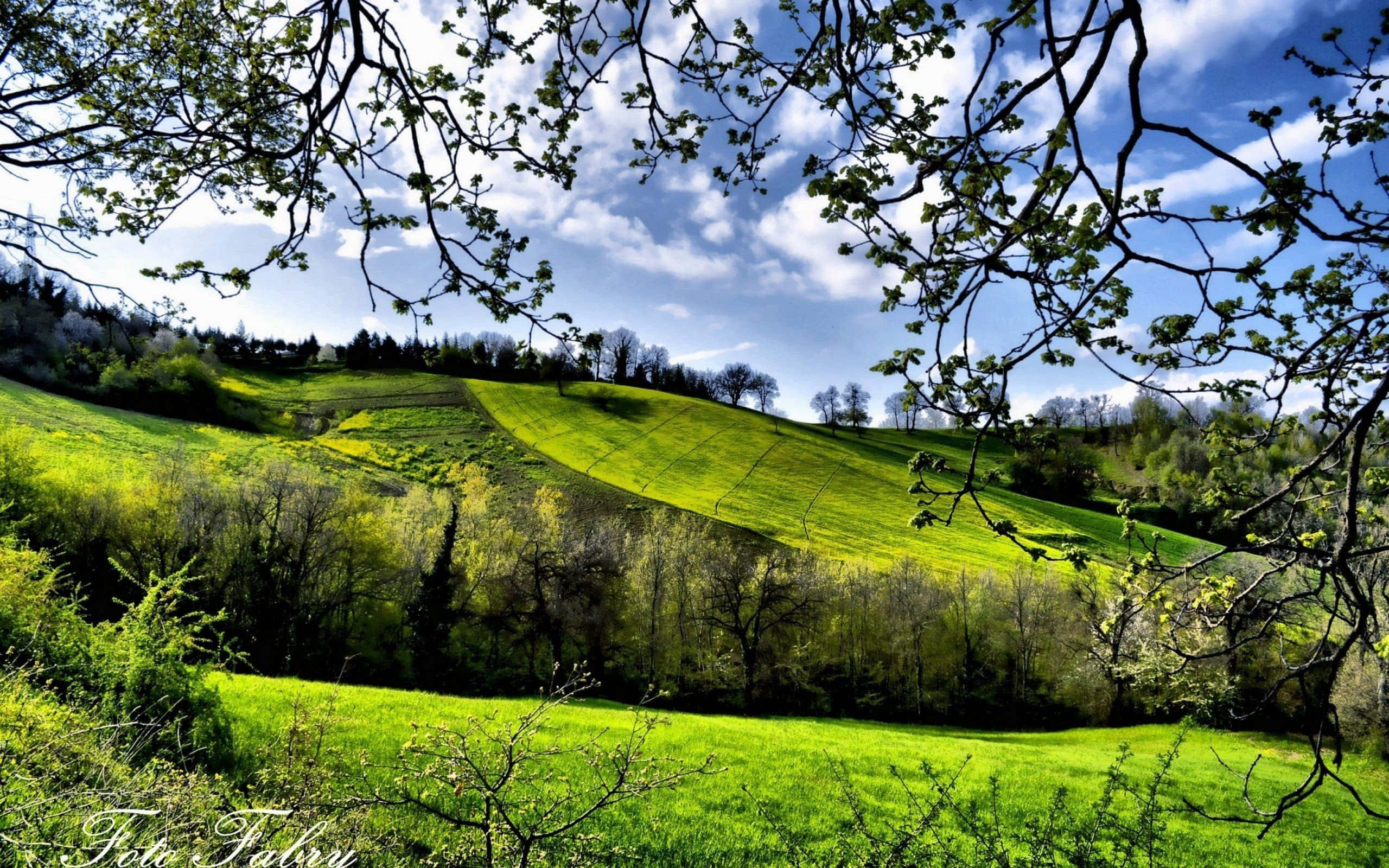 spring weather, 2560 x 1600 wallpaper, park, 2K Desktop Wallpaper