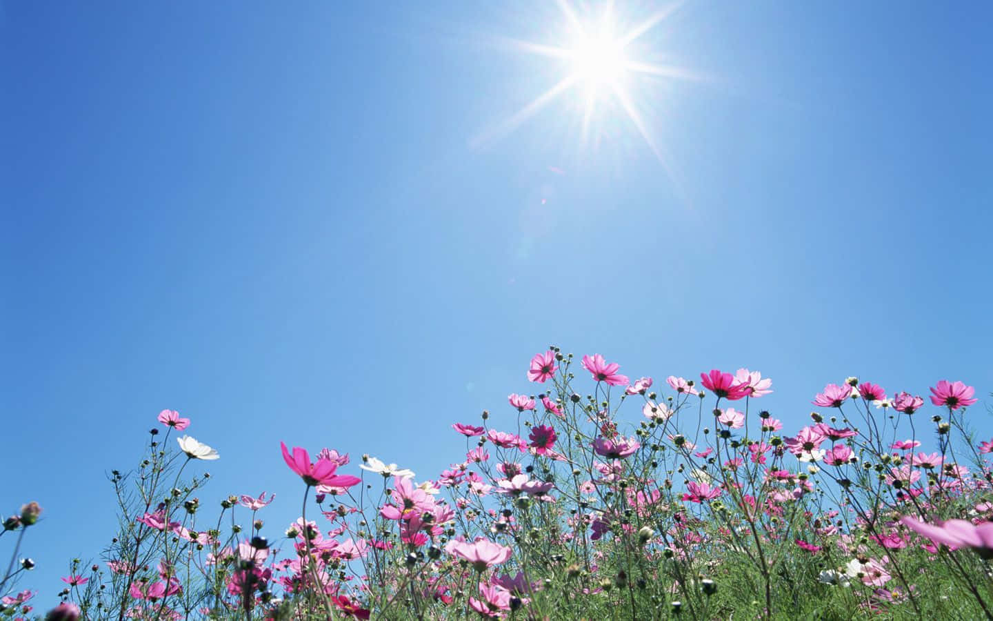 spring sunshine, cosmos flowers, brilliant blue sky, HD Desktop Wallpaper