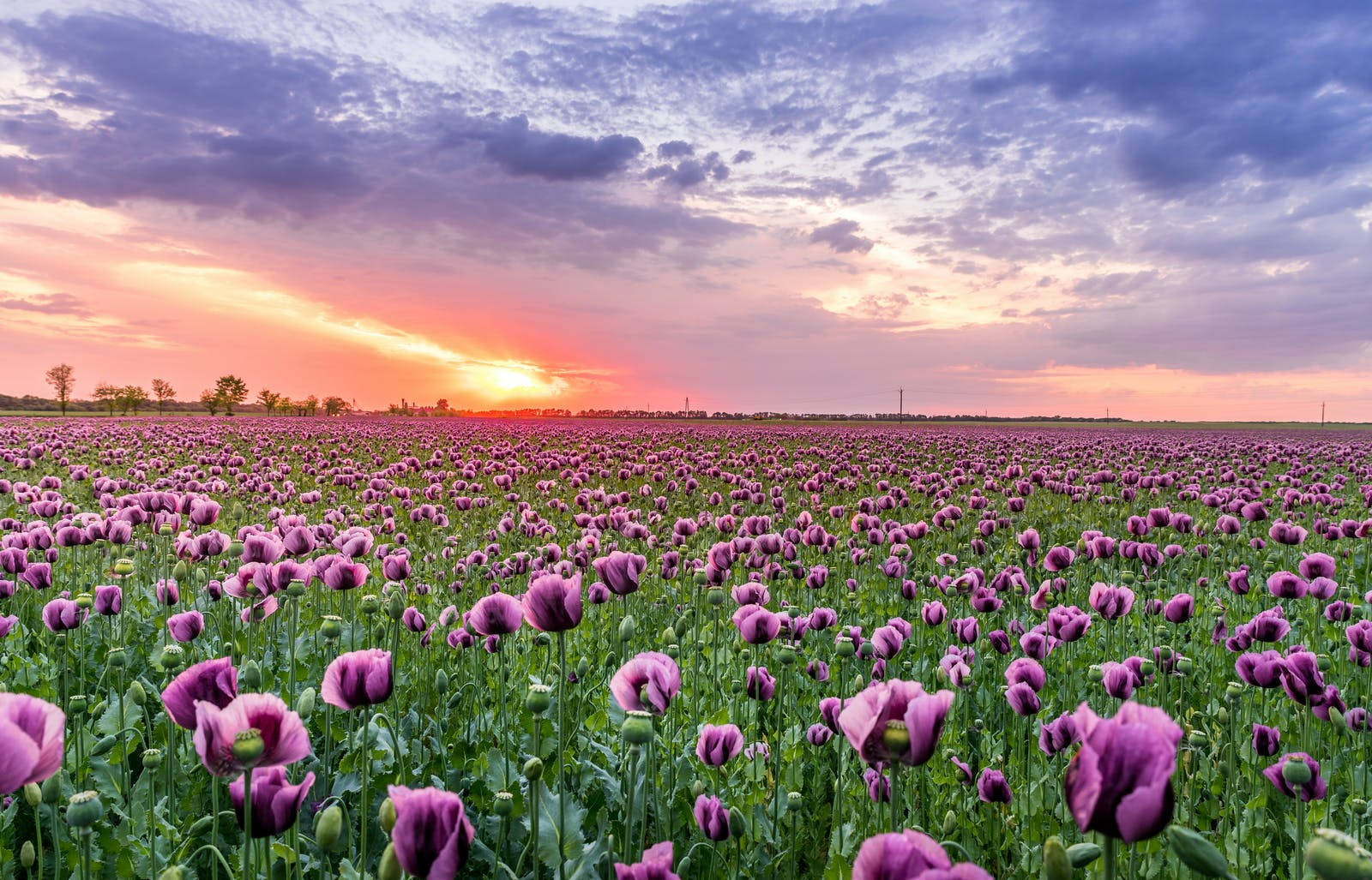 purple poppies, vast field, dramatic sunset sky, HD Desktop Wallpaper