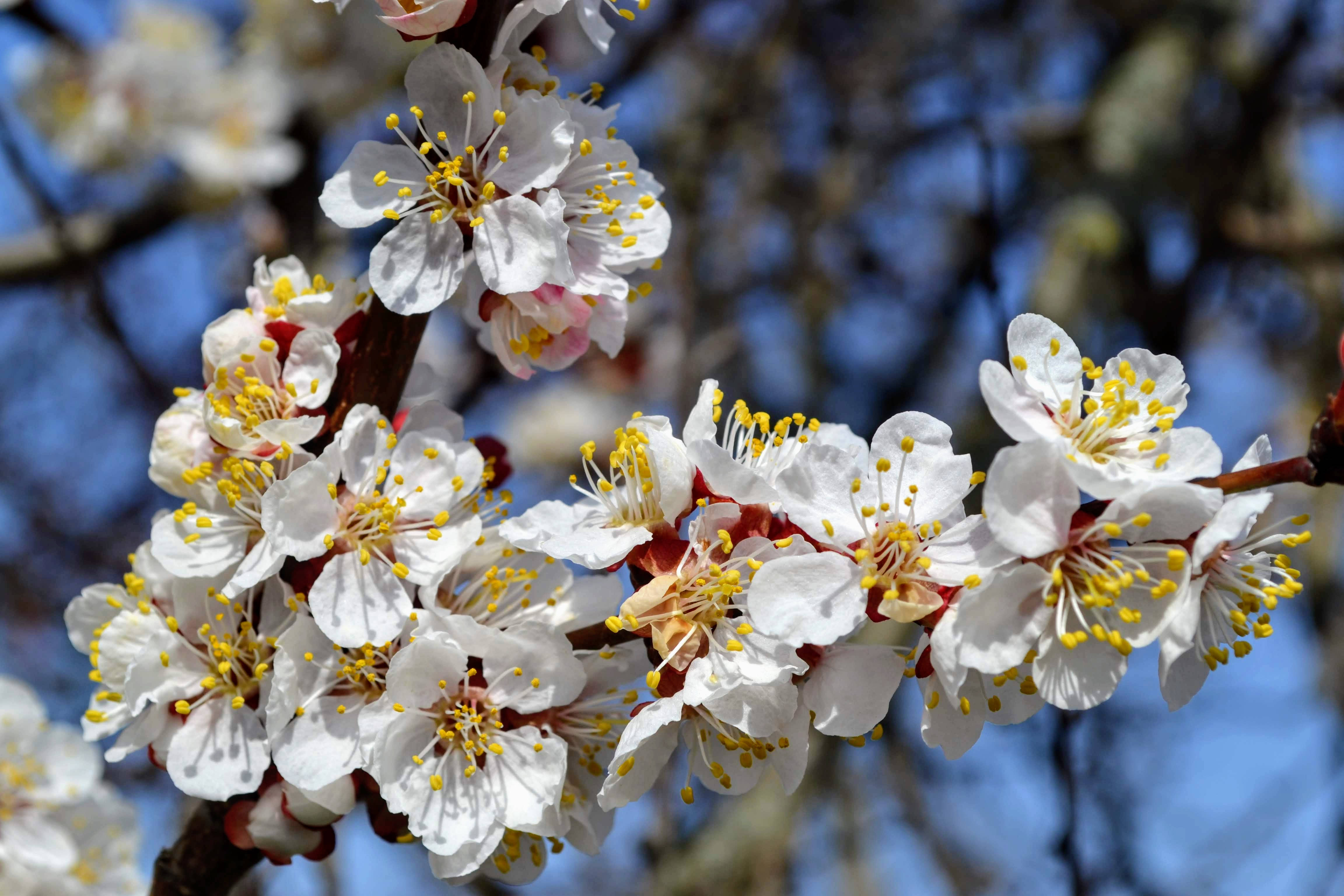 plum blossom, white blossoms, yellow stamens, 4K Desktop Wallpaper