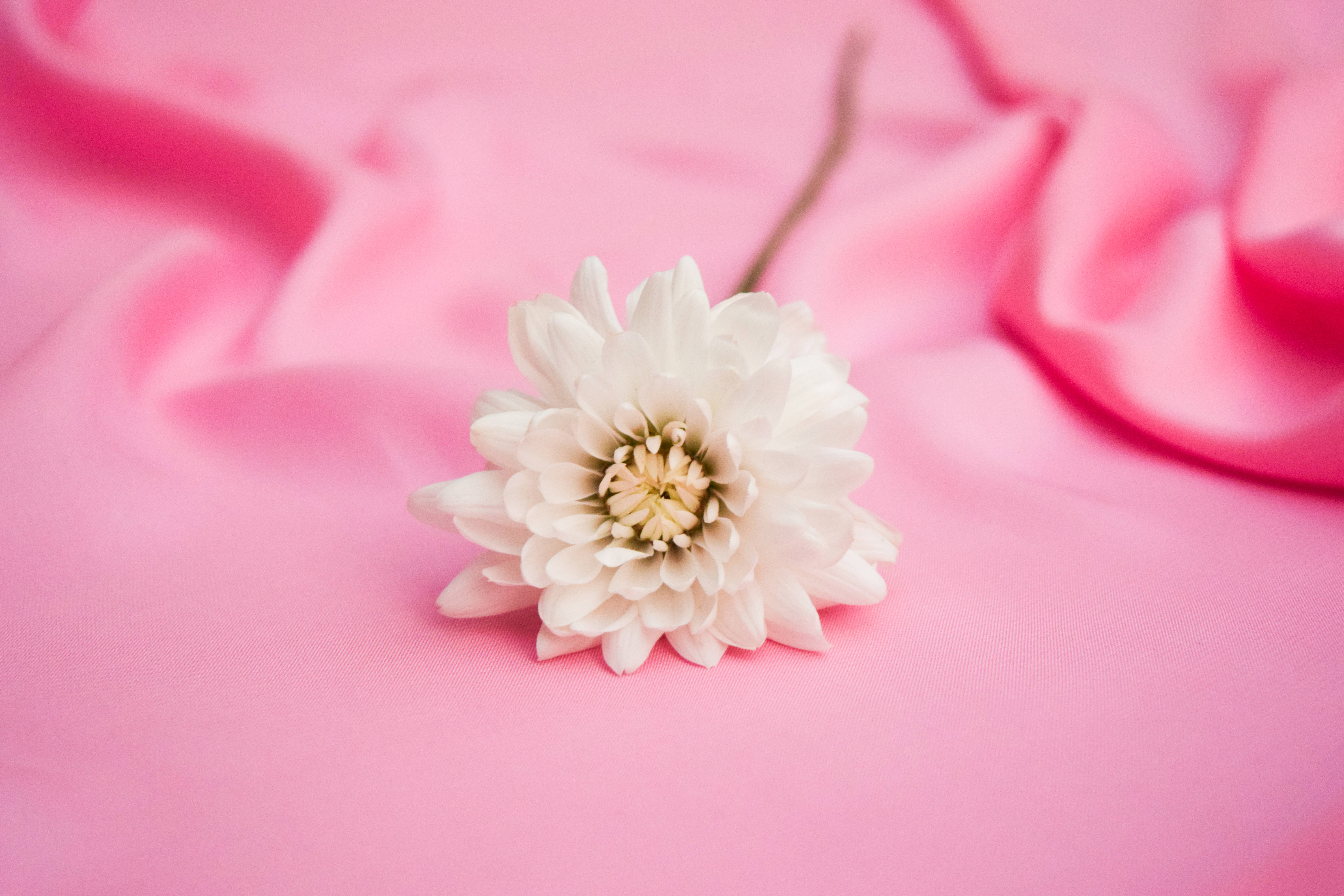 white chrysanthemum, spring laptop, white dahlia, 5K Desktop Wallpaper