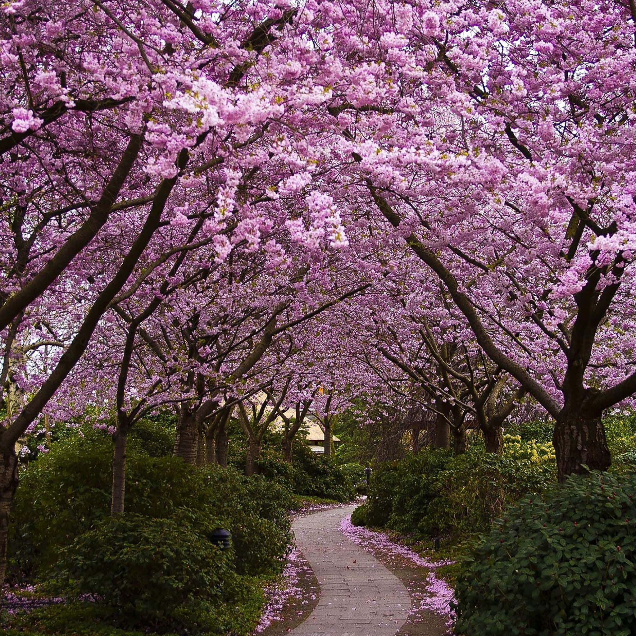 Spring Cherry Blossom Trees, iPad, pink cherry blossoms, Full HD Desktop Wallpaper