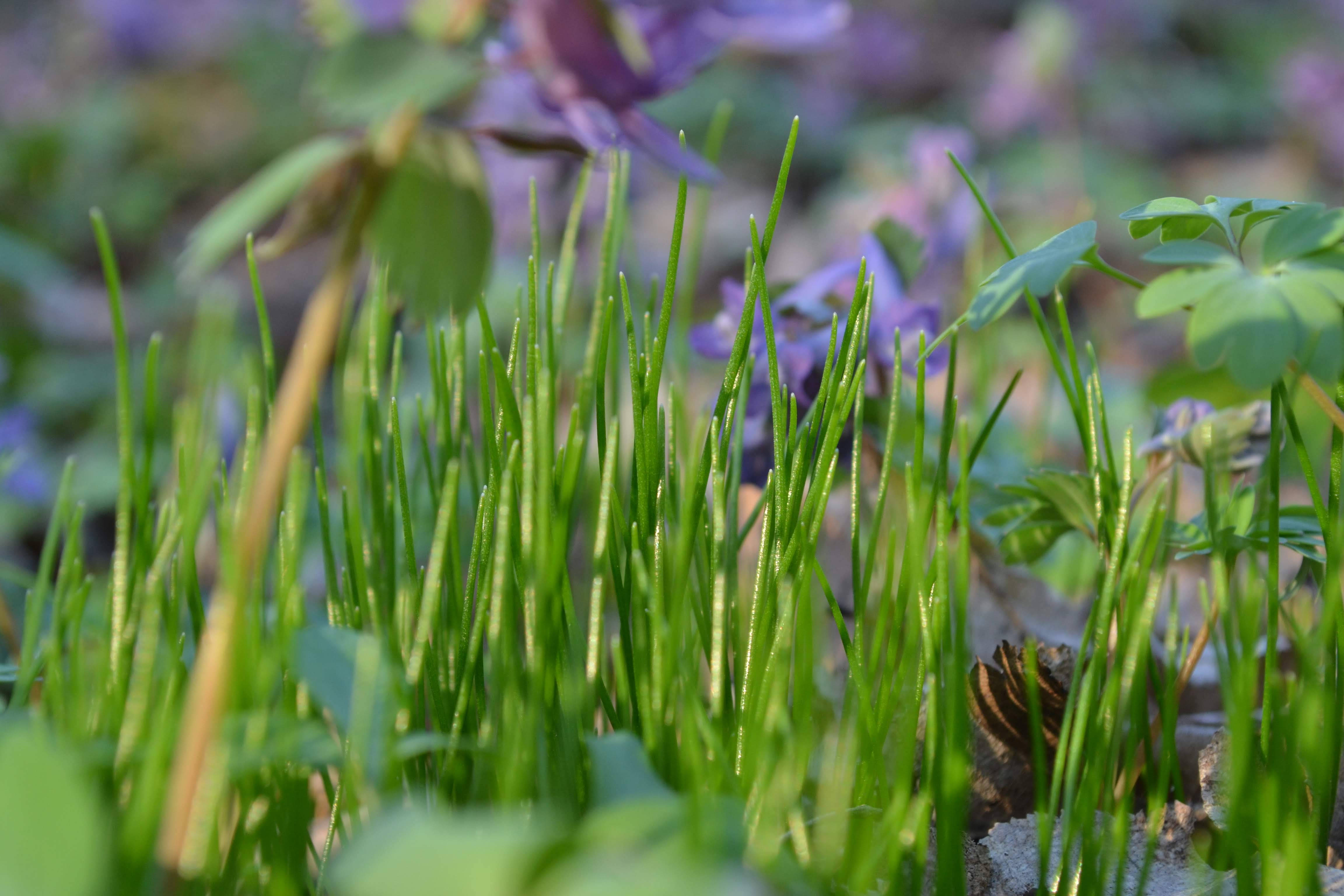 grass, purple flowers, clover leaves, 4K Desktop Wallpaper