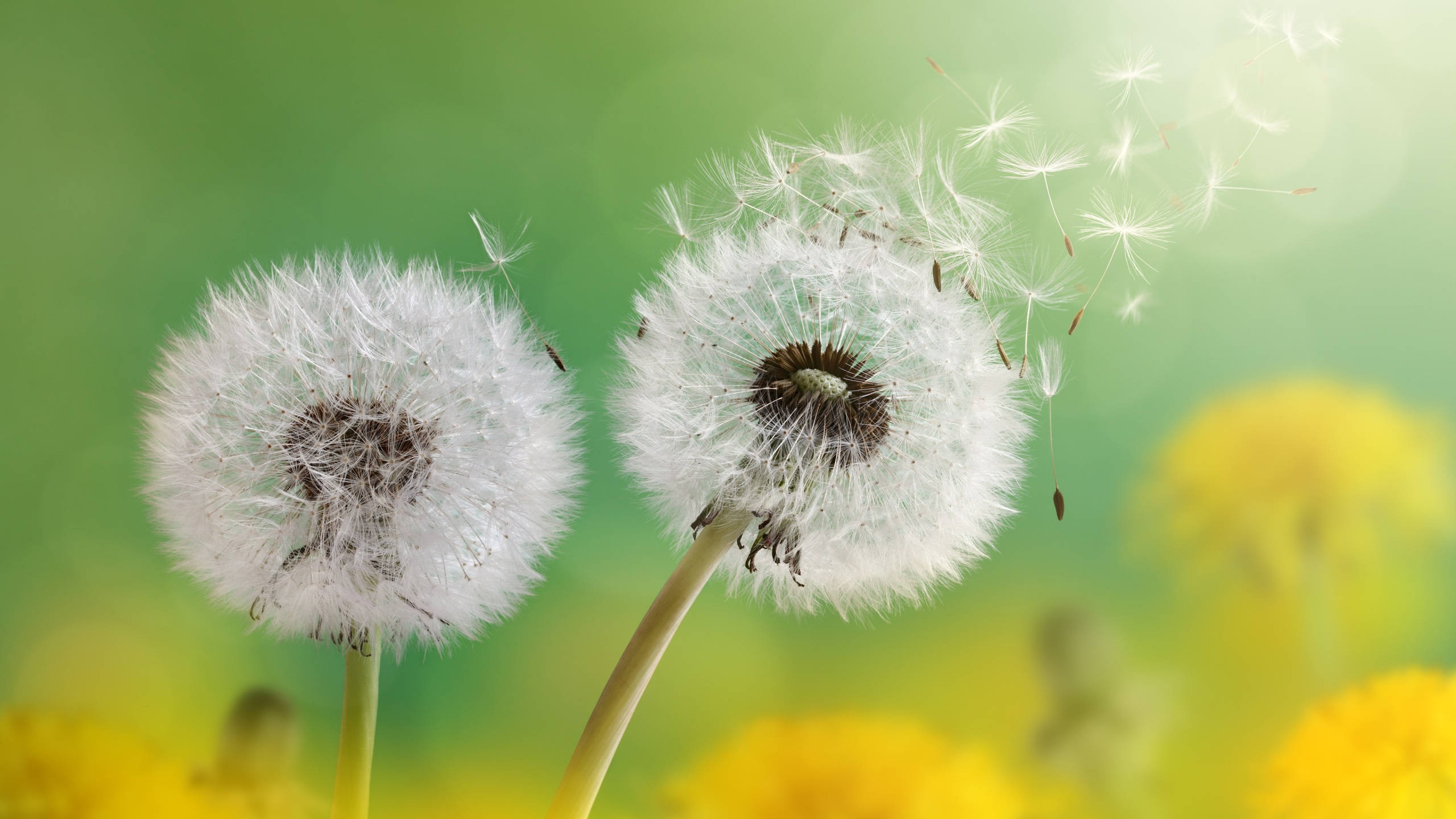 2560x1440, spring, floating dandelions, 2K Desktop Wallpaper