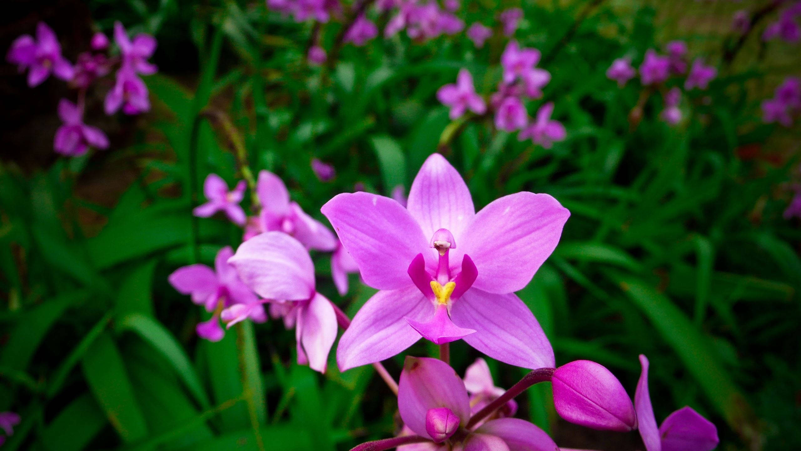 Spring Ochids Ground, vibrant purple orchid, lush green backdrop, 2K Desktop Wallpaper