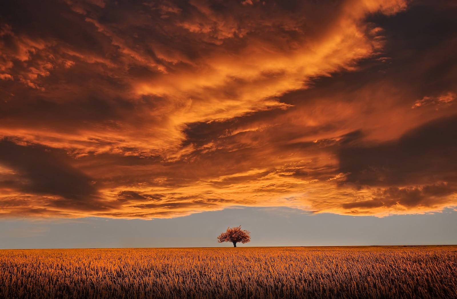 brown tree, orange sky, sunset, HD Desktop Wallpaper