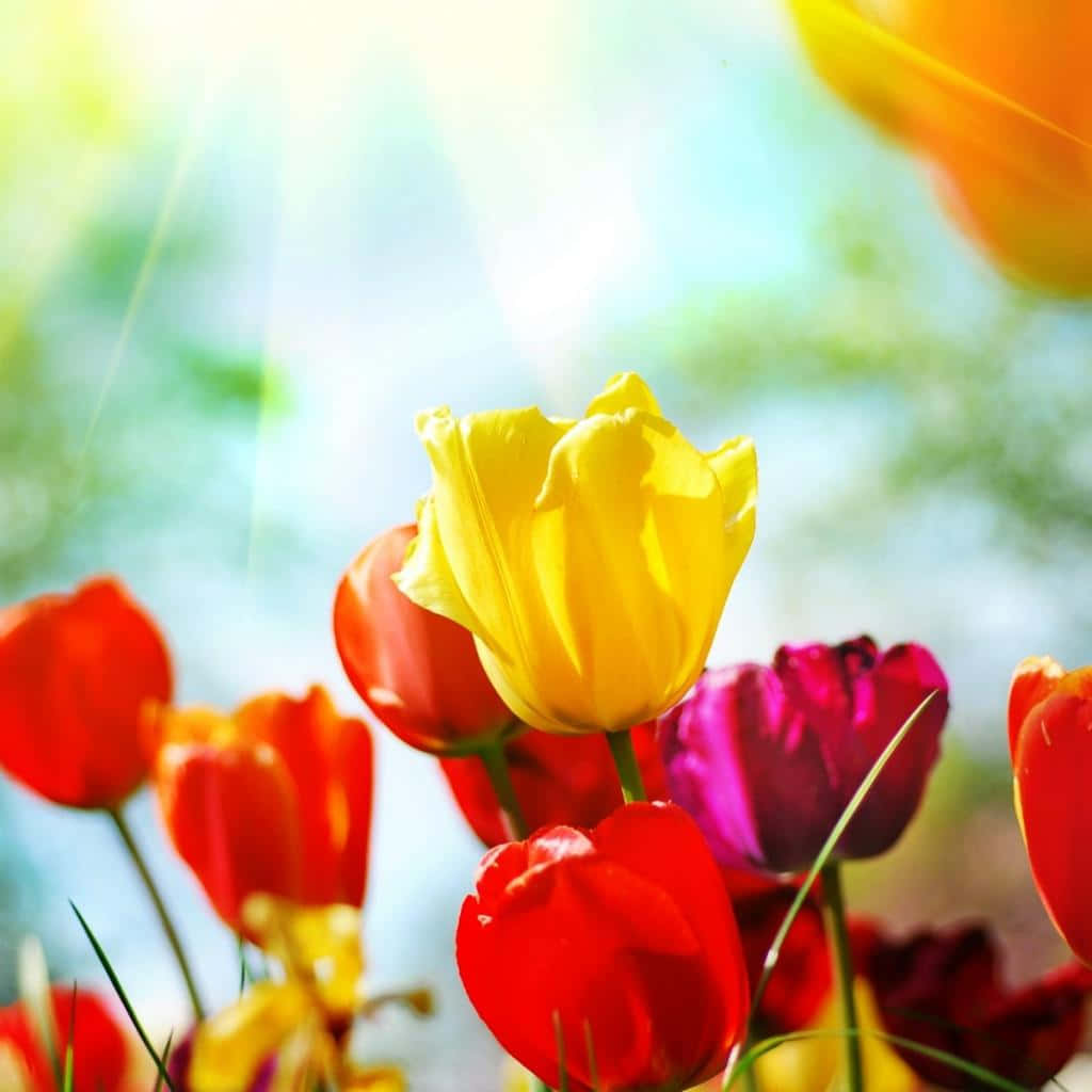 spring tulips, iPad, vibrant red, SD Desktop Wallpaper