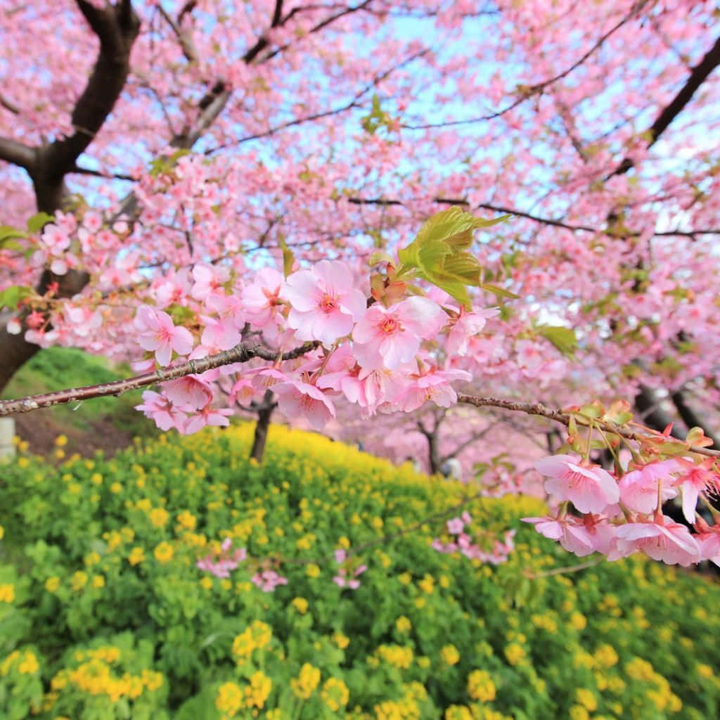 Pastel Pink Spring Tree, cherry blossoms, yellow flowers, SD Desktop Wallpaper