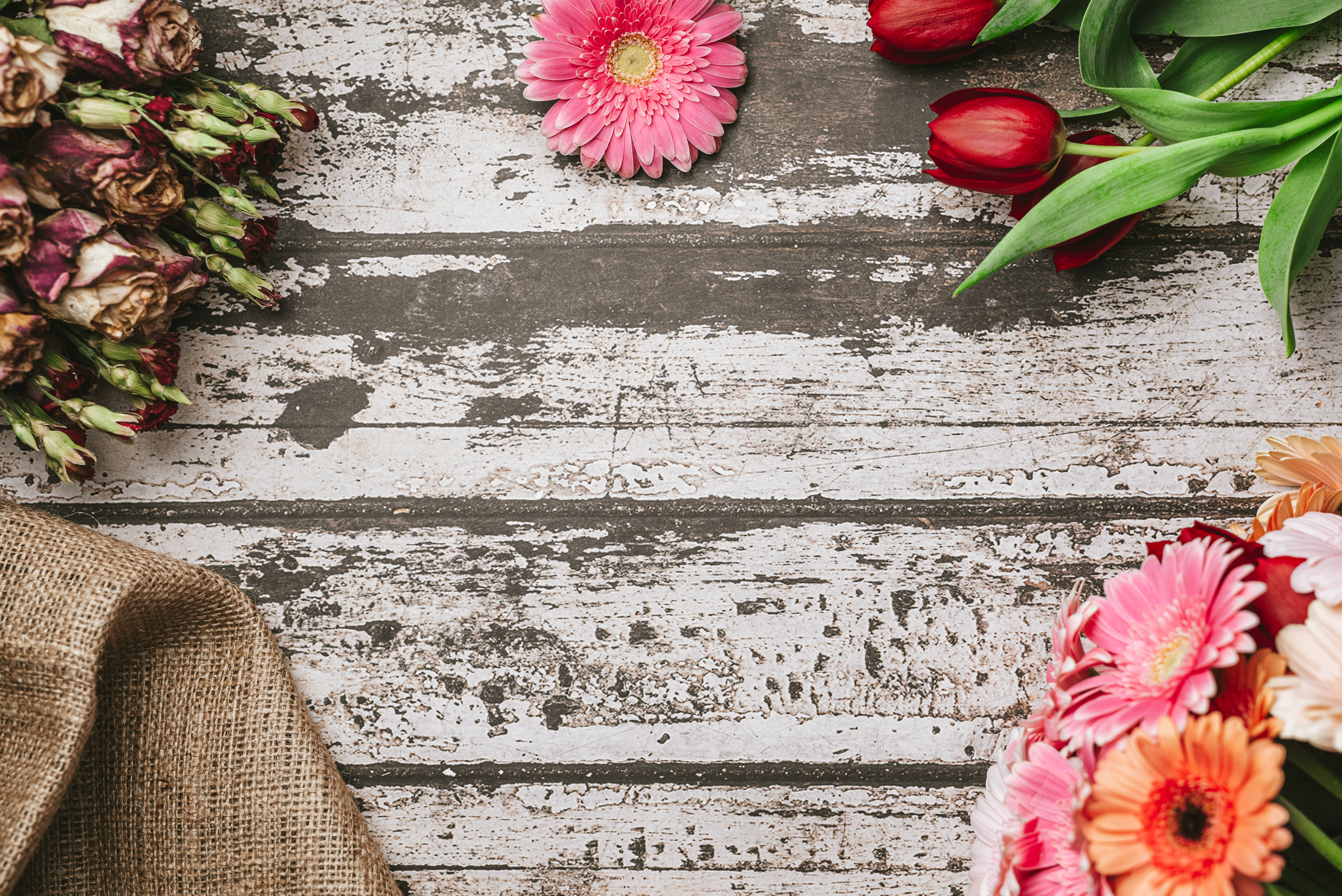 pink gerbera daisies, red tulips, weathered white wooden surface, 5K Desktop Wallpaper