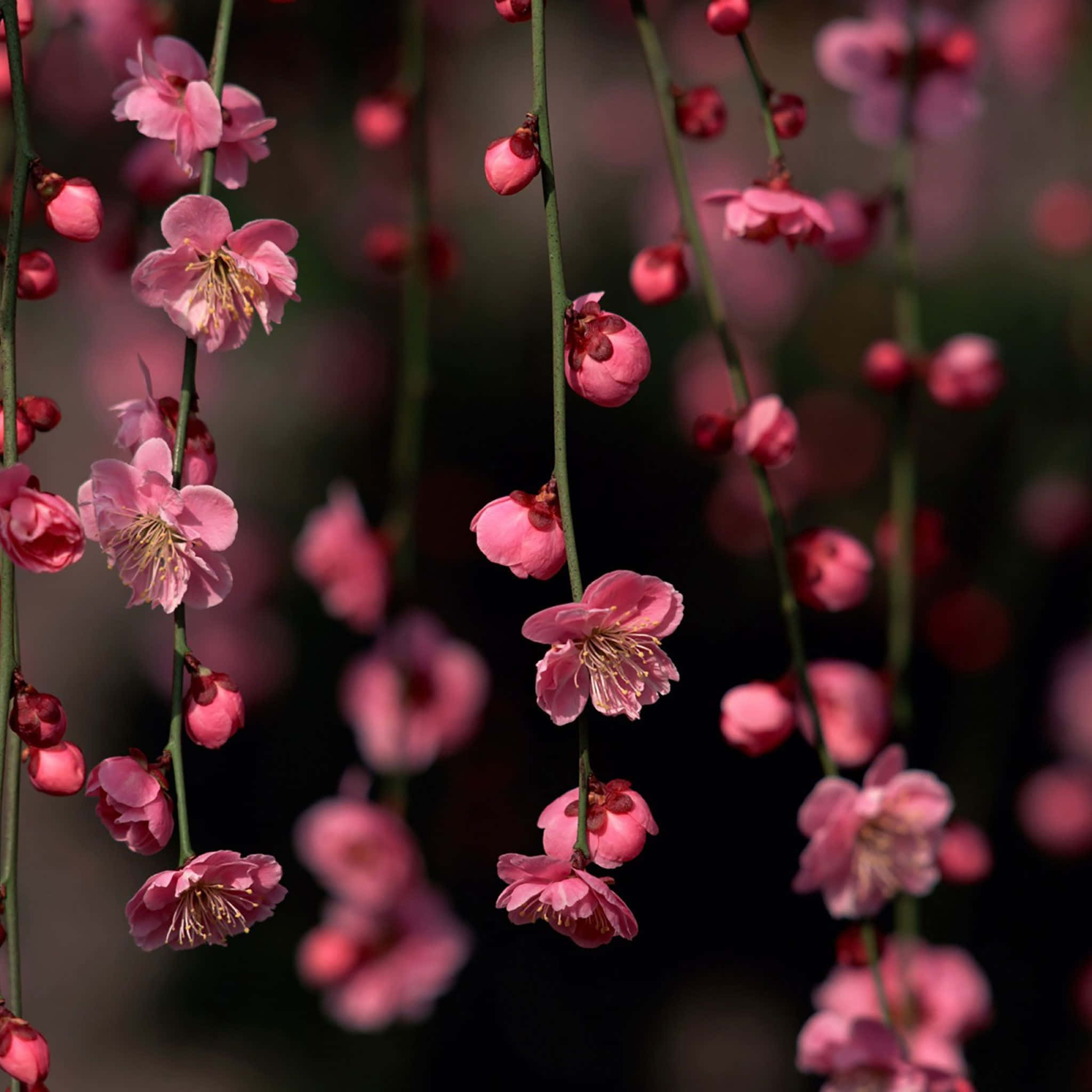 spring ipad, pink blossoms, slender branches, Full HD Desktop Wallpaper