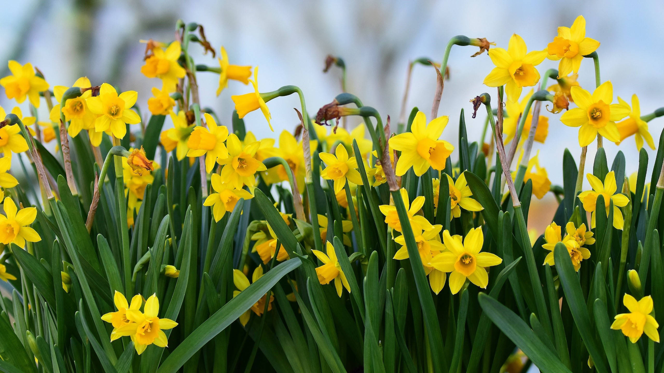 2560x1440, spring, yellow flowers, 2K Desktop Wallpaper
