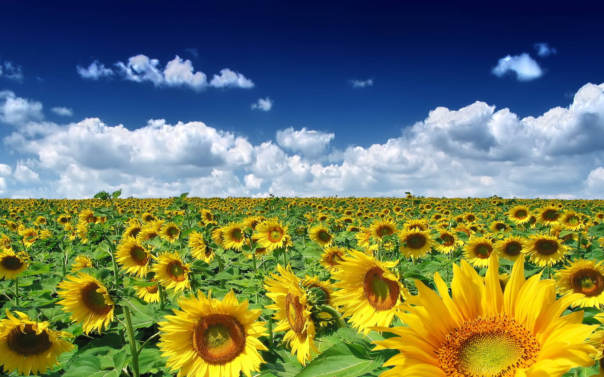 Sunflowers, Lush field, Brilliant blue sky, Full HD Desktop Wallpaper
