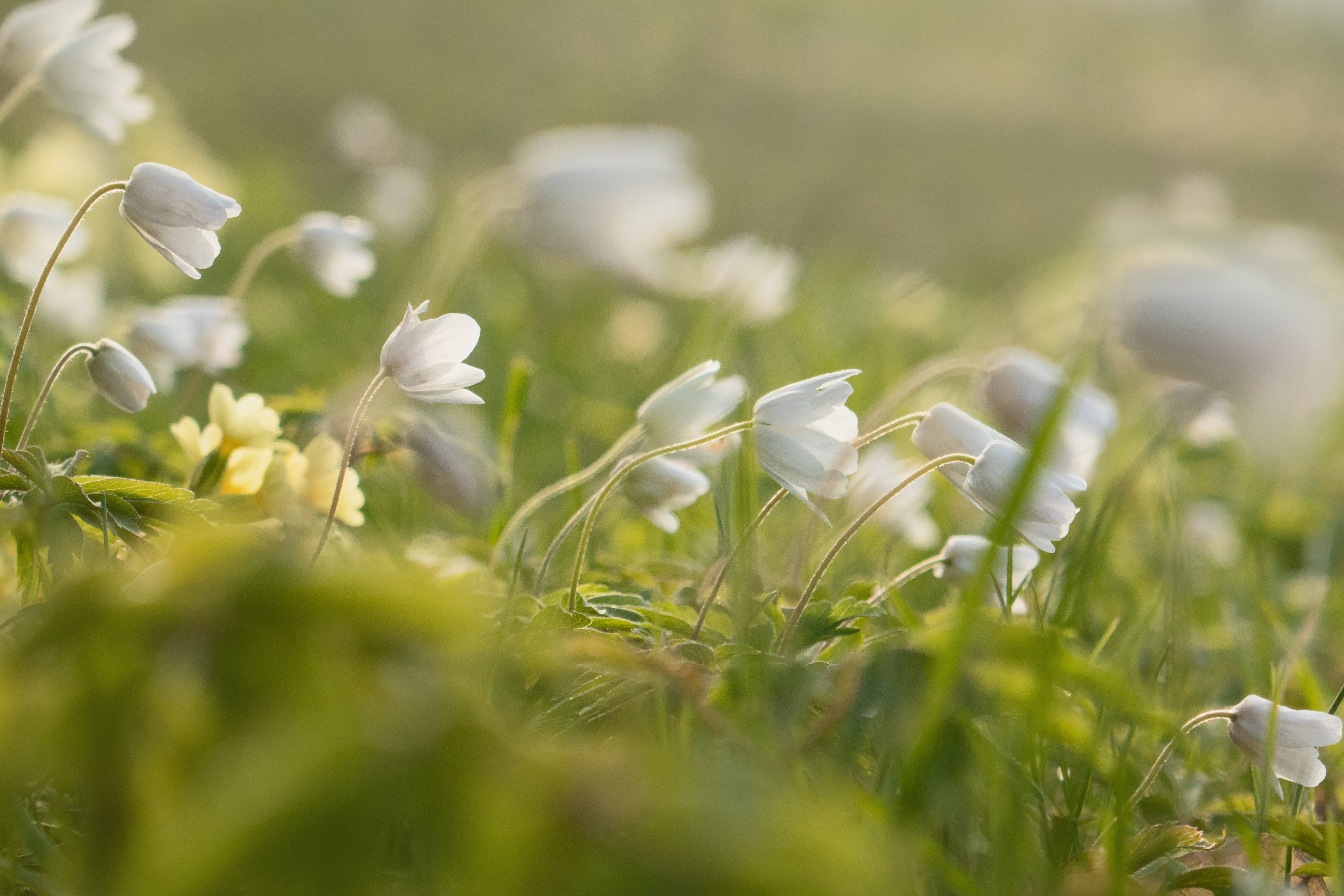 white flowers, sunlit meadow, blurred green grass, 5K Desktop Wallpaper