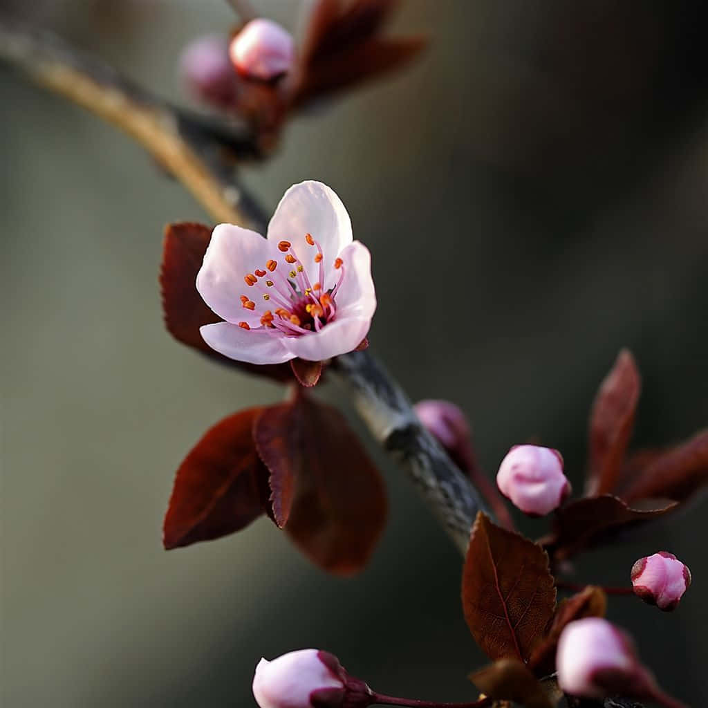 Spring Flower, iPad, pink cherry blossom, SD Desktop Wallpaper