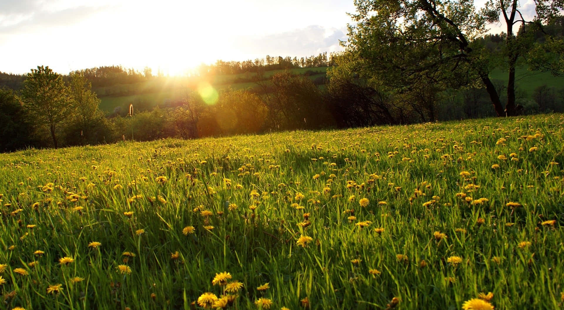 Sunset, vibrant meadow, green grass, Full HD Desktop Wallpaper