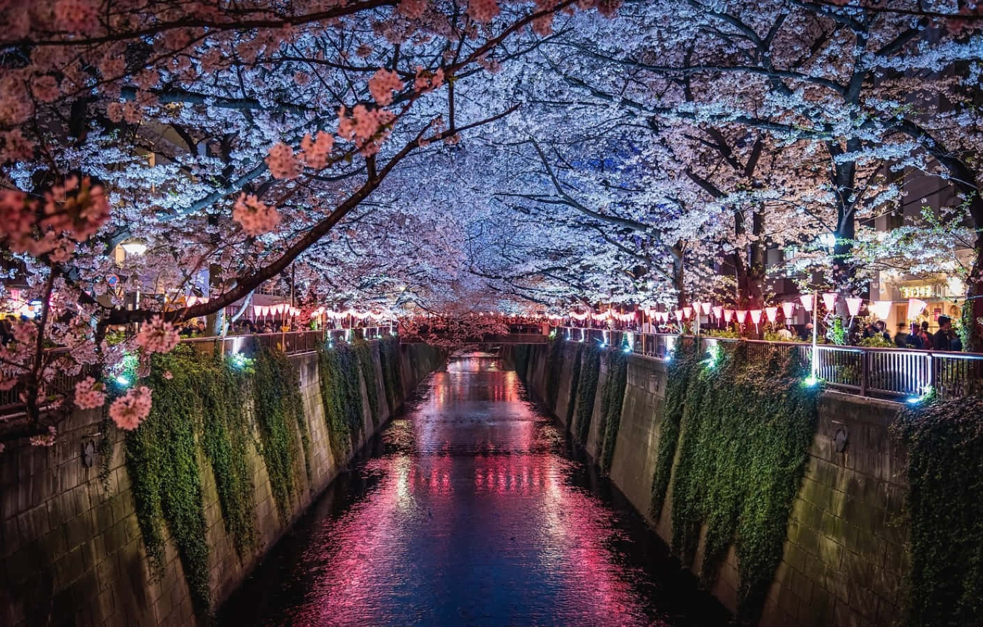 Spring Lights, cherry blossom trees, pink and blue lights, HD Desktop Wallpaper