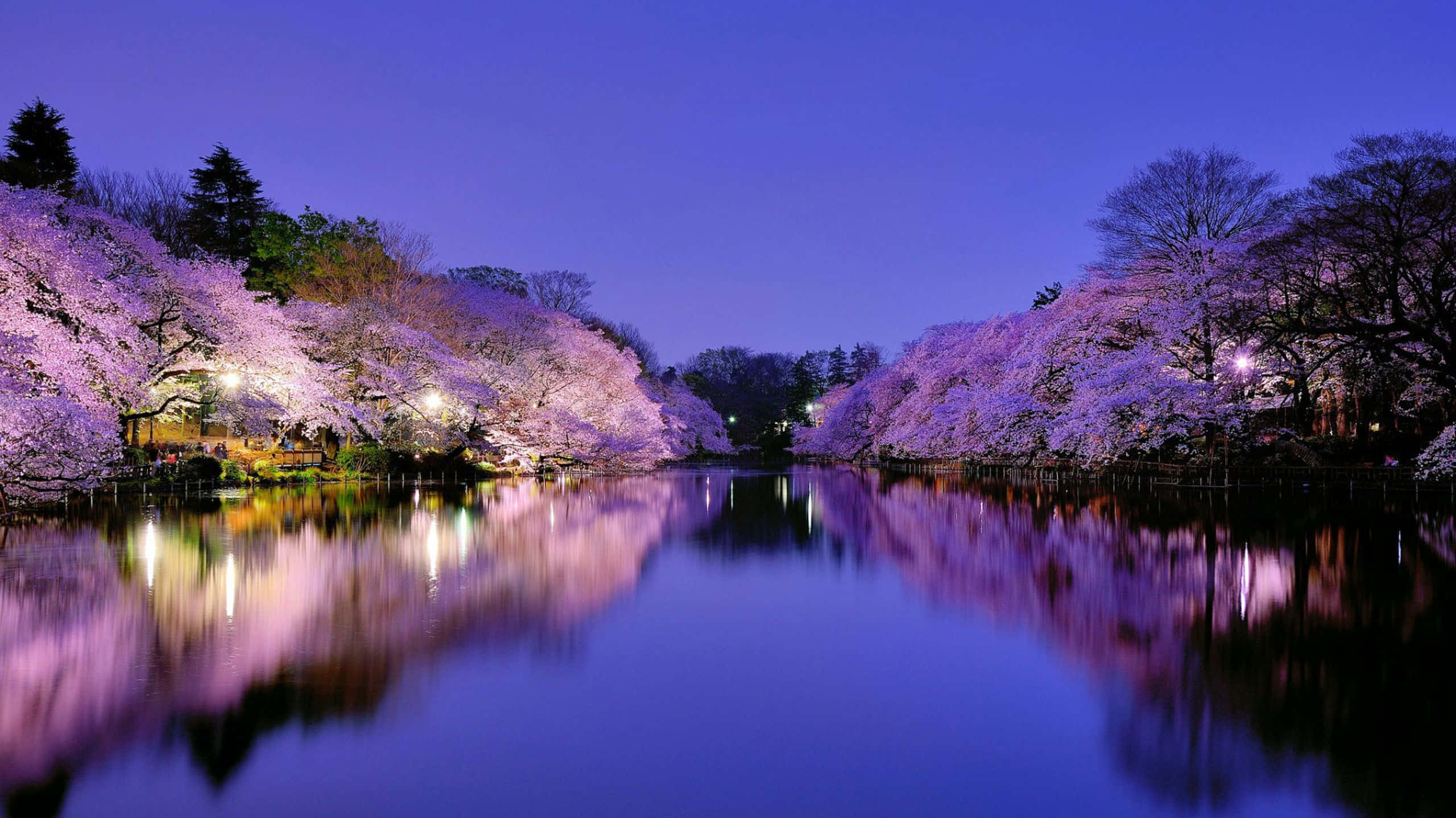Spring Lights, cherry blossom trees, twilight lights, 2K Desktop Wallpaper