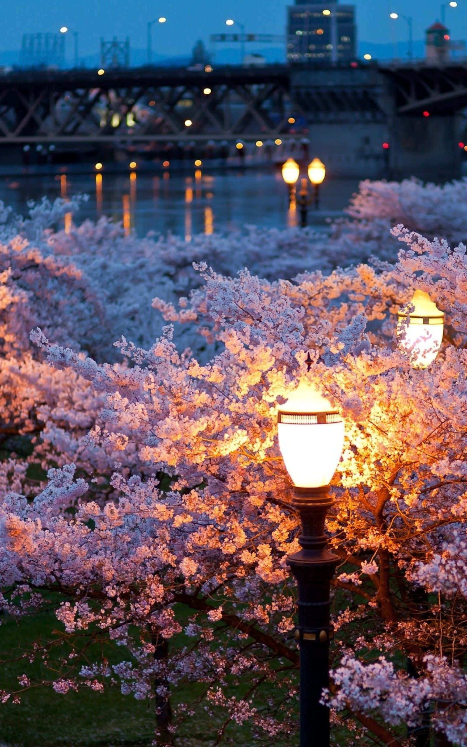 Spring Lights, cherry blossoms, streetlights, 2K Phone Wallpaper