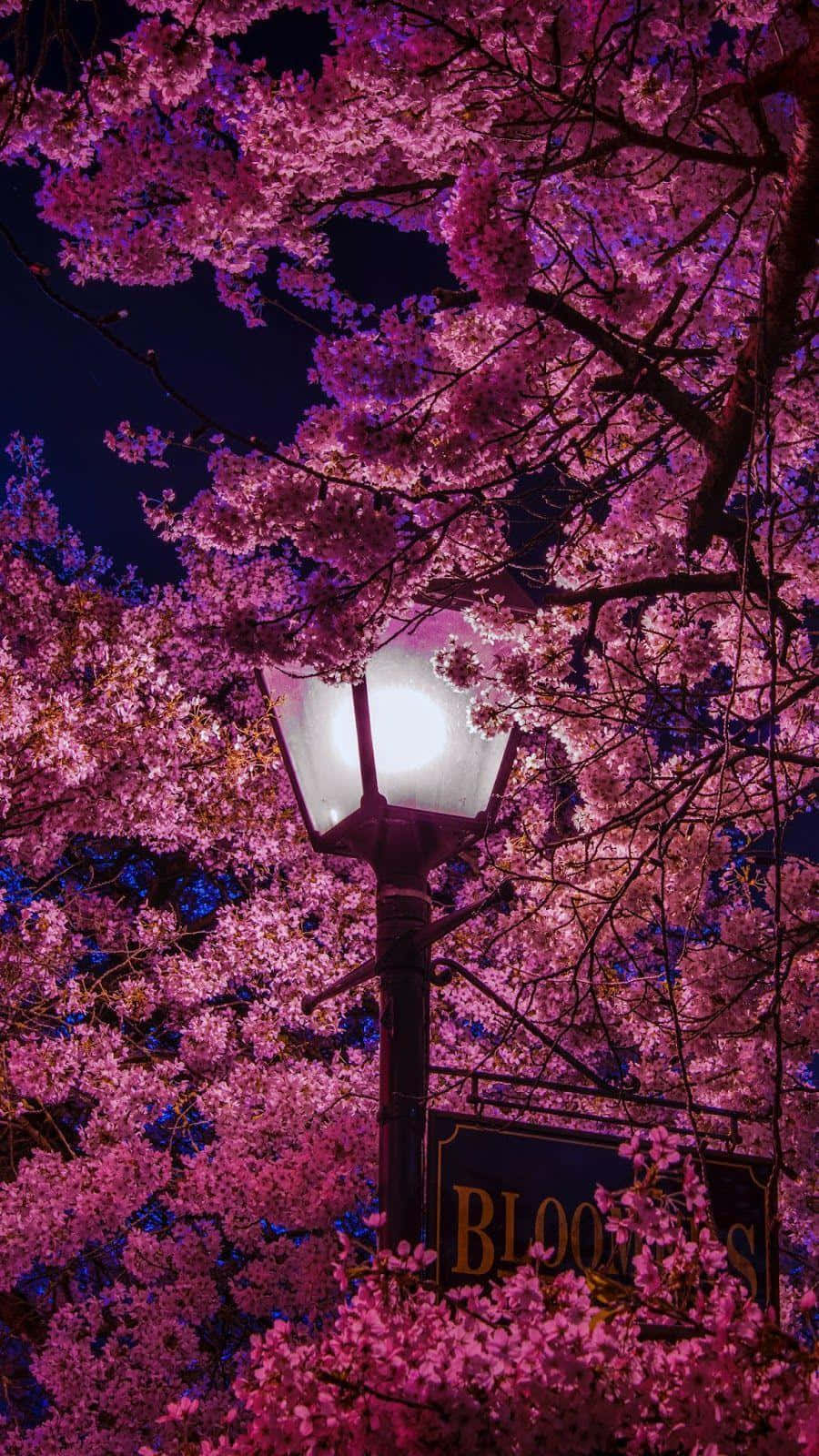 Spring Lights, pink cherry blossoms, glowing streetlamp, HD Phone Wallpaper