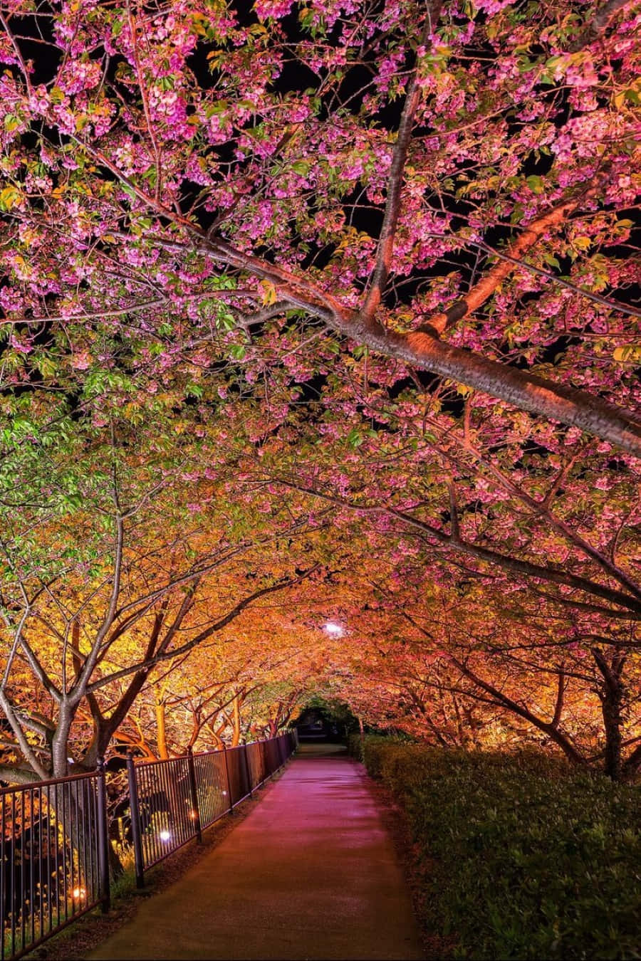 Spring Lights, cherry blossoms, warm pink and orange light, HD Phone Wallpaper