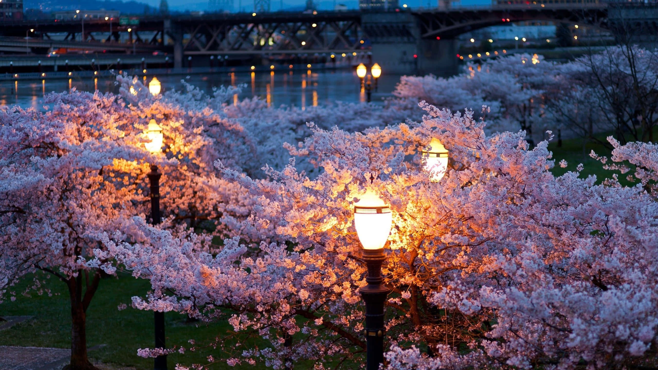 Spring Lights, Cherry blossom trees, vintage streetlights, 2K Desktop Wallpaper
