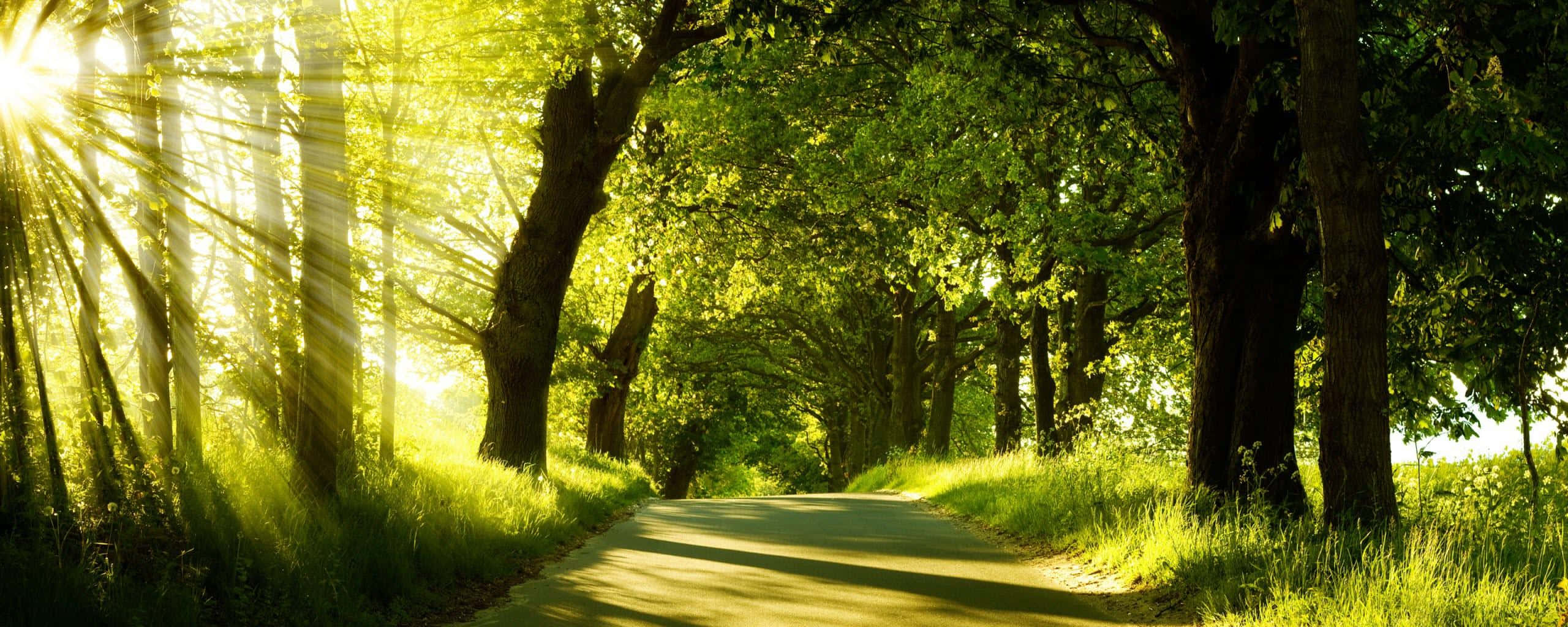 Sunlight, towering green trees, golden rays, 2K Desktop Wallpaper