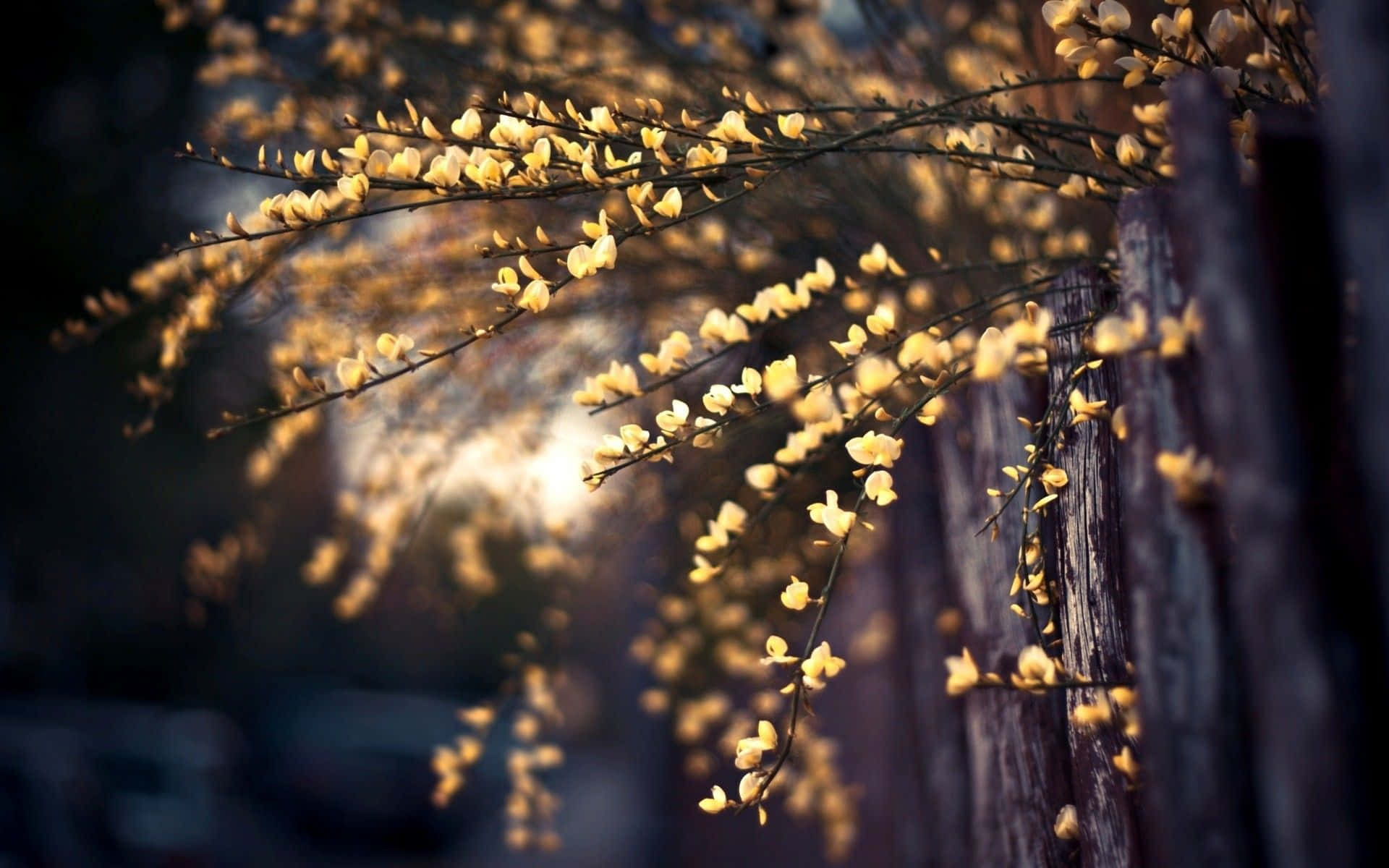 Spring Lights, dusk, golden blossoms, Full HD Desktop Wallpaper