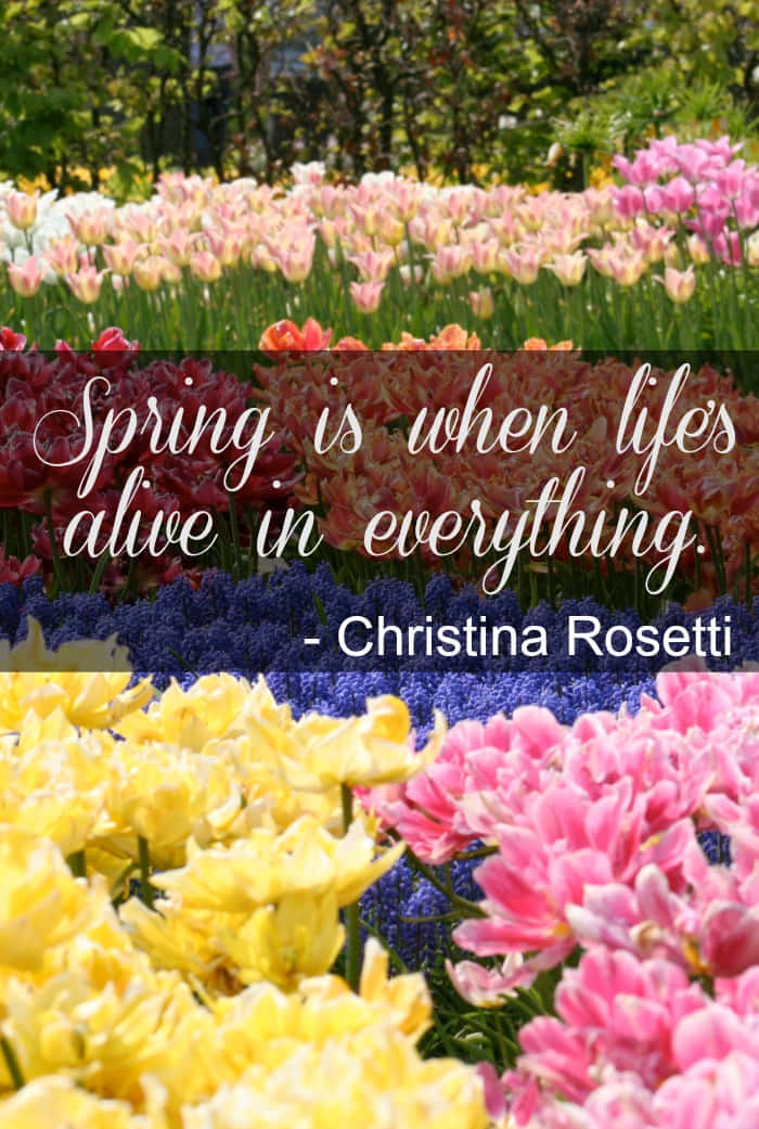 Spring, tulips, pink, SD Phone Wallpaper