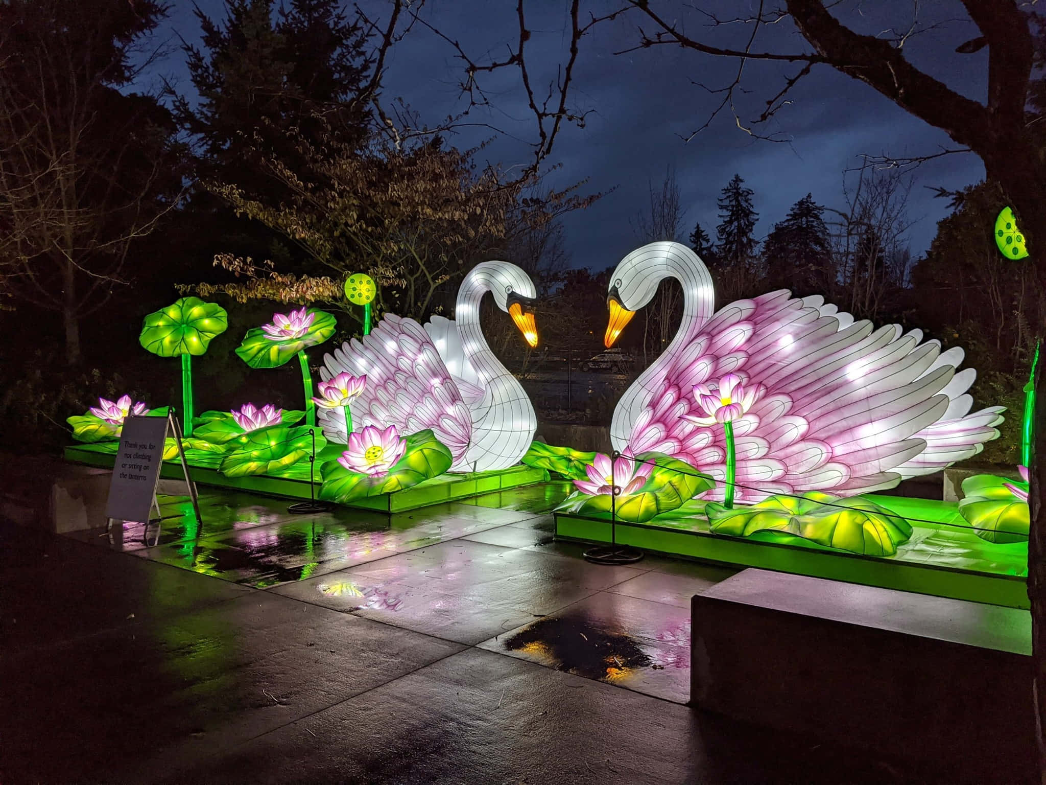 illuminated swans lantern display, pink feathered wings, illuminated green lily pads, Full HD Desktop Wallpaper