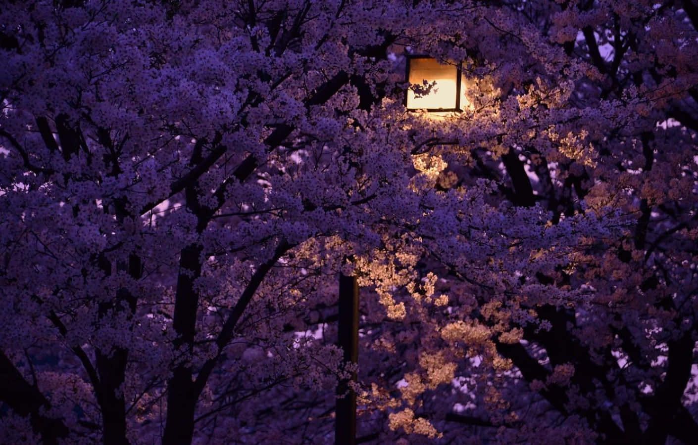 Spring Lights, purple cherry blossoms, glowing lantern, HD Desktop Wallpaper