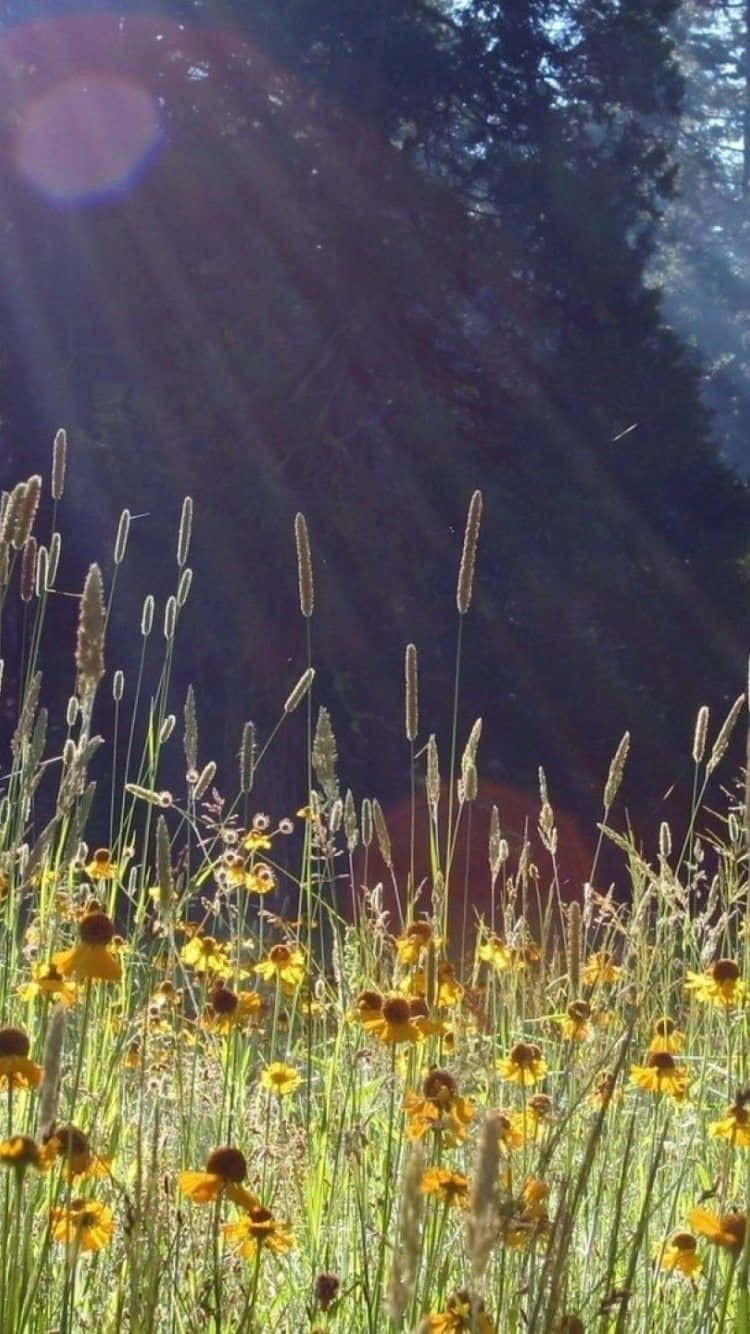 Spring Meadow, golden wildflowers, tall grasses, HD Phone Wallpaper