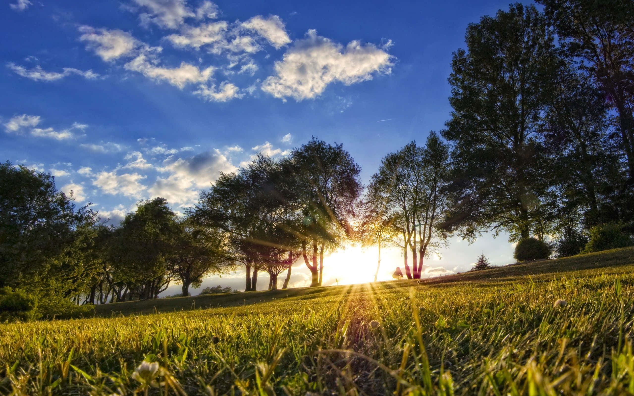 Spring Meadow, lush green meadow, vibrant blue sky, 2K Desktop Wallpaper