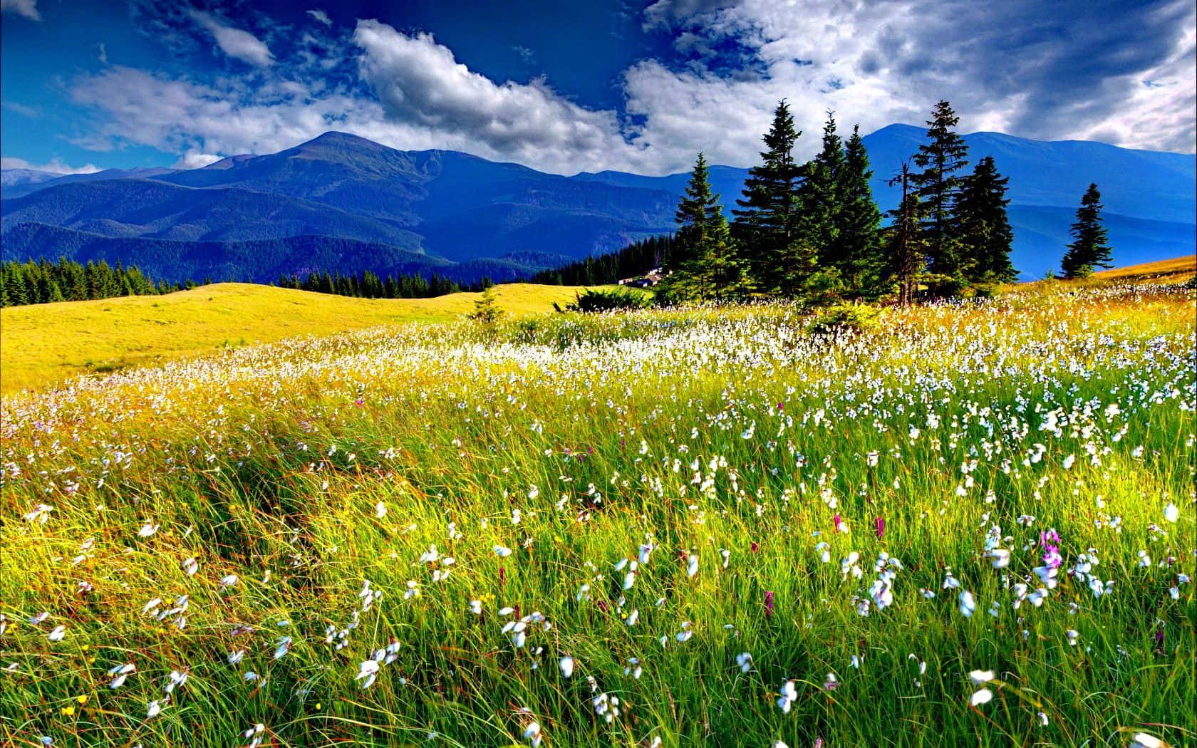Spring Meadow, white and yellow wildflowers, dramatic blue sky, HD Desktop Wallpaper