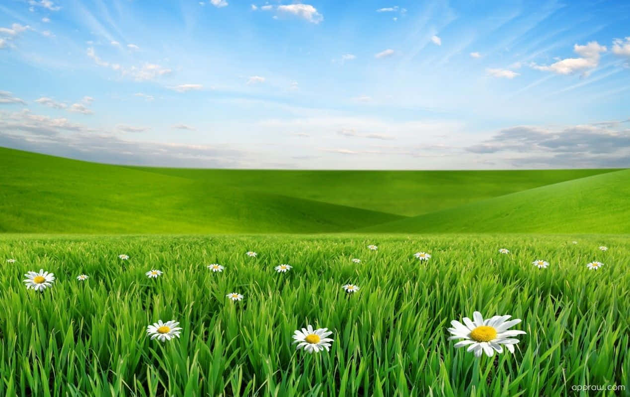 Spring Meadow, vast rolling green hills, white daisies, SD Desktop Wallpaper