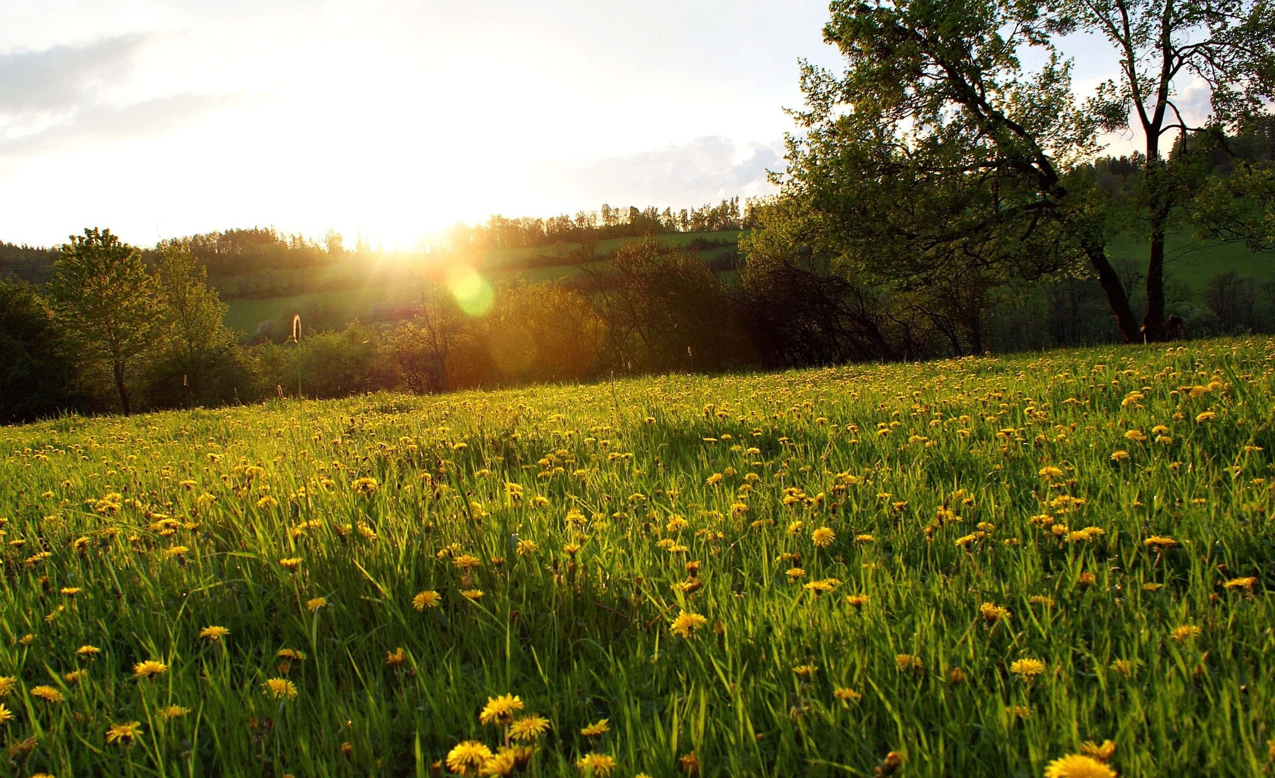 Spring Meadow, golden dandelions, sunlit meadow, 2K Desktop Wallpaper