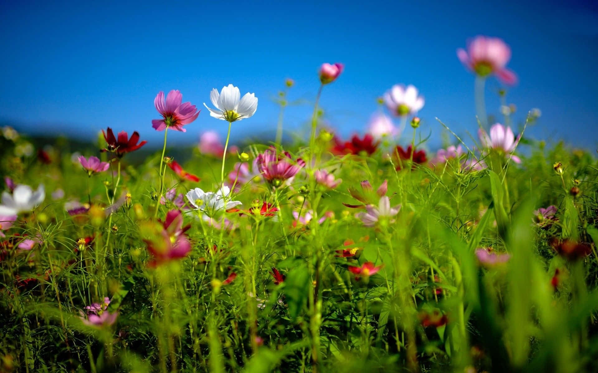 Spring Meadow, cosmos flowers, lush green field, Full HD Desktop Wallpaper
