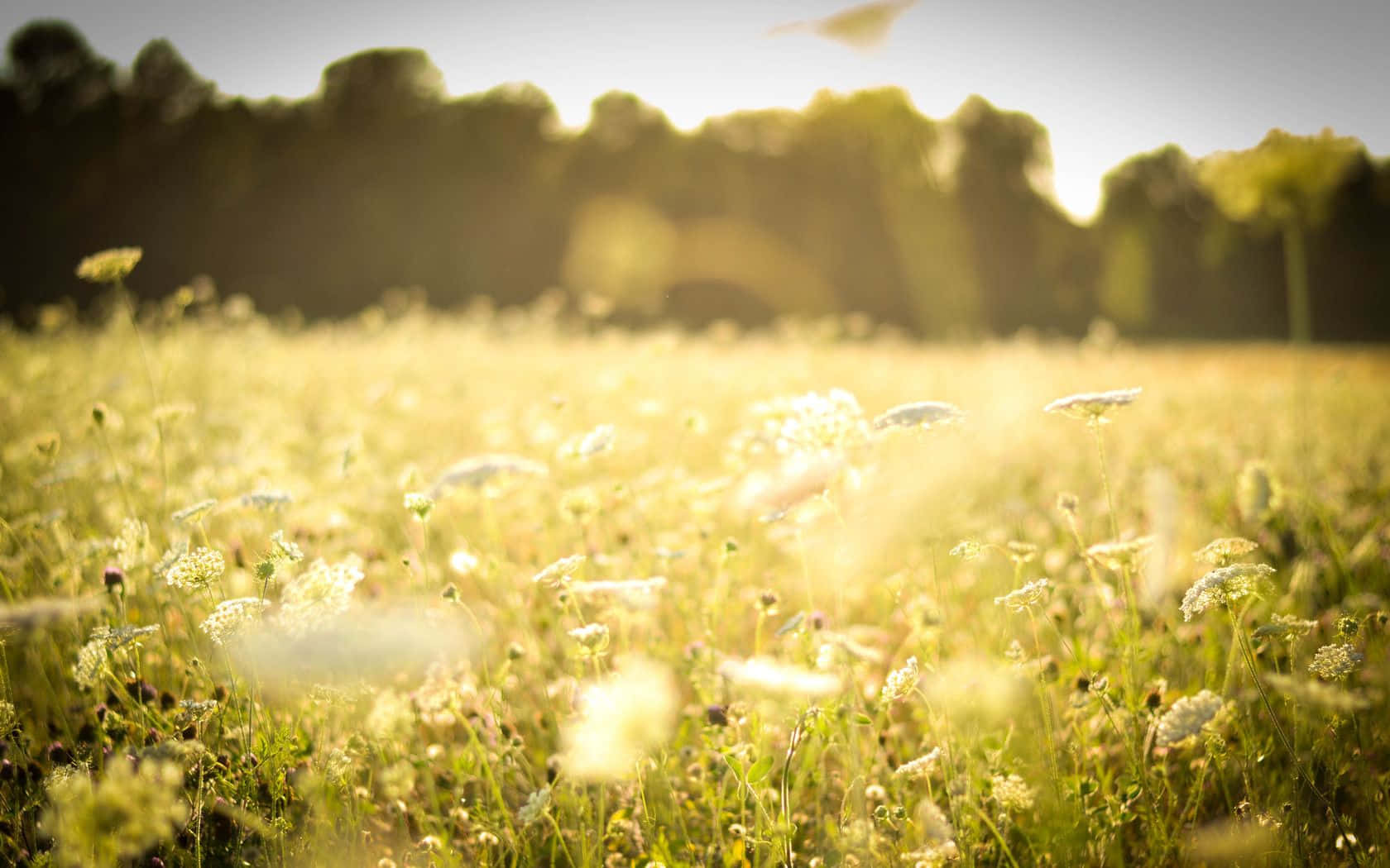 Spring Meadow, golden sunlight, field of wildflowers, HD Desktop Wallpaper