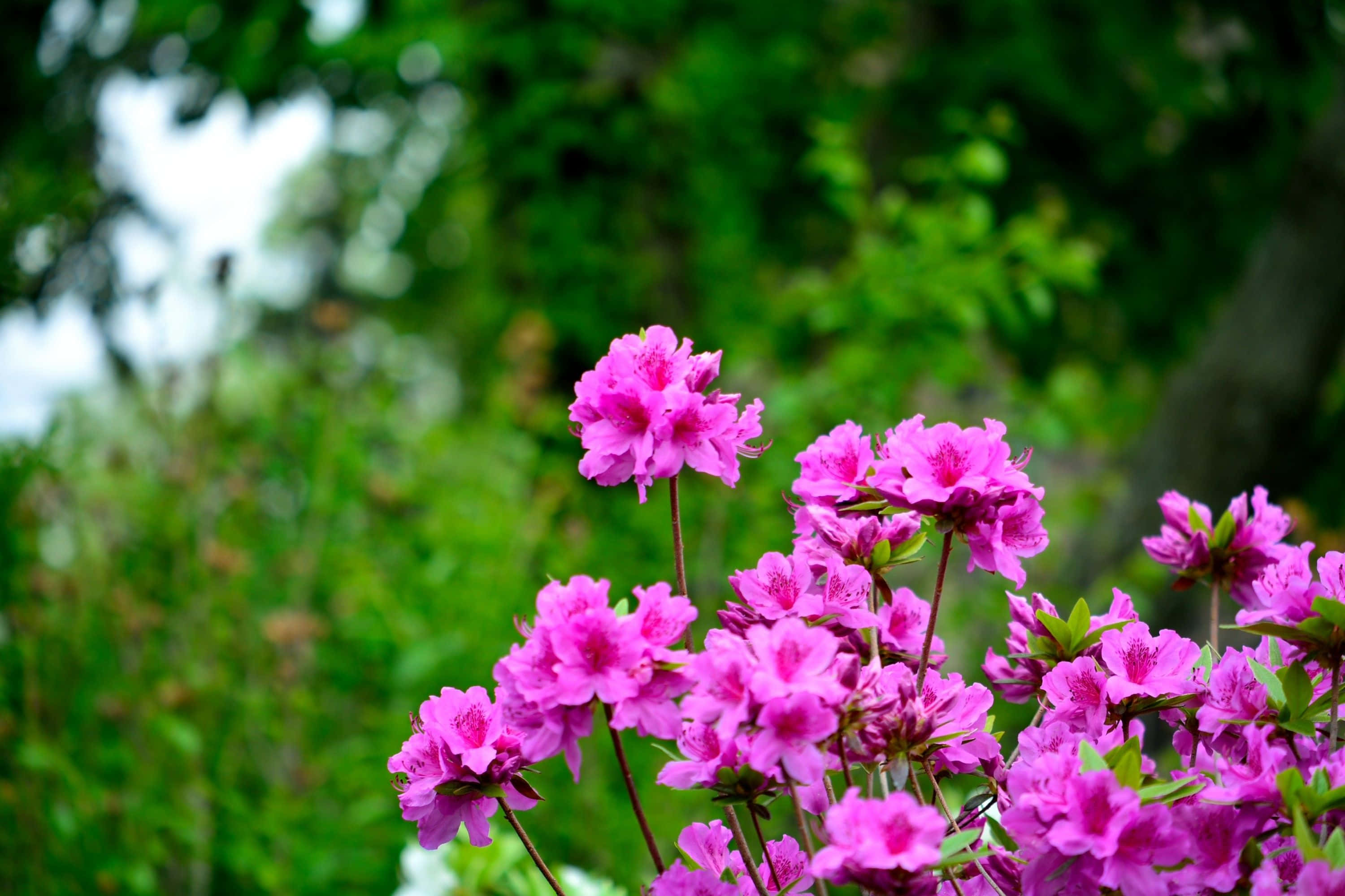 Spring Meadow, pink azalea blossoms, lush green forest, 2K Desktop Wallpaper