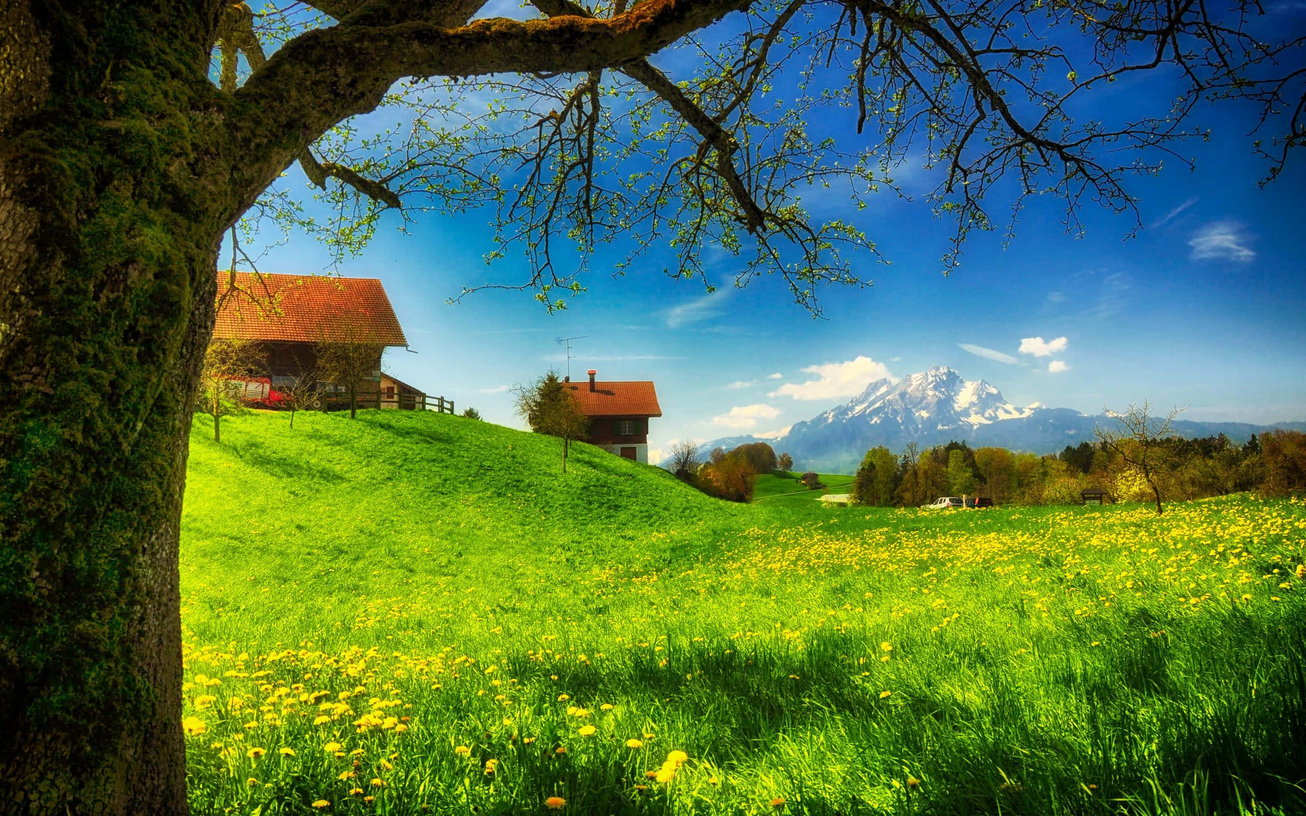 Spring Meadow, mossy tree, sunlit meadow, 2K Desktop Wallpaper