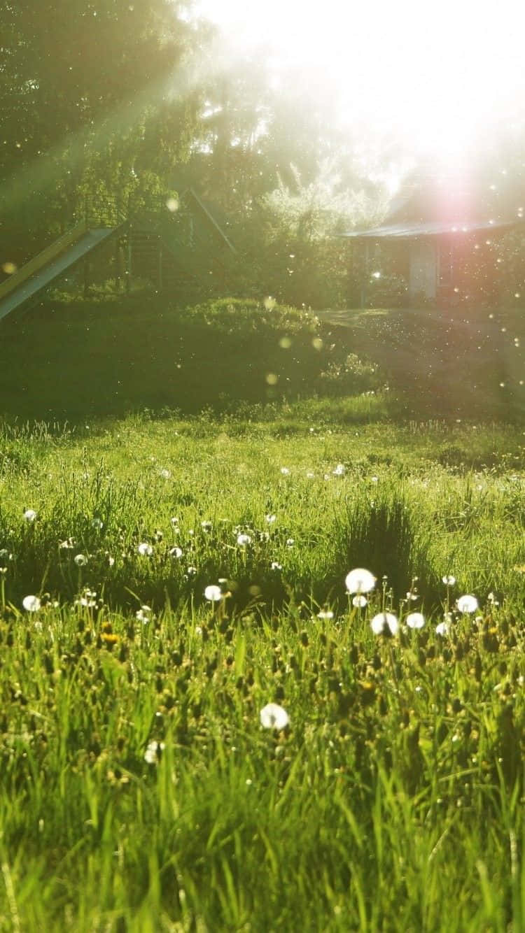 Spring Meadow, vibrant green meadow, sunlight beams, HD Phone Wallpaper