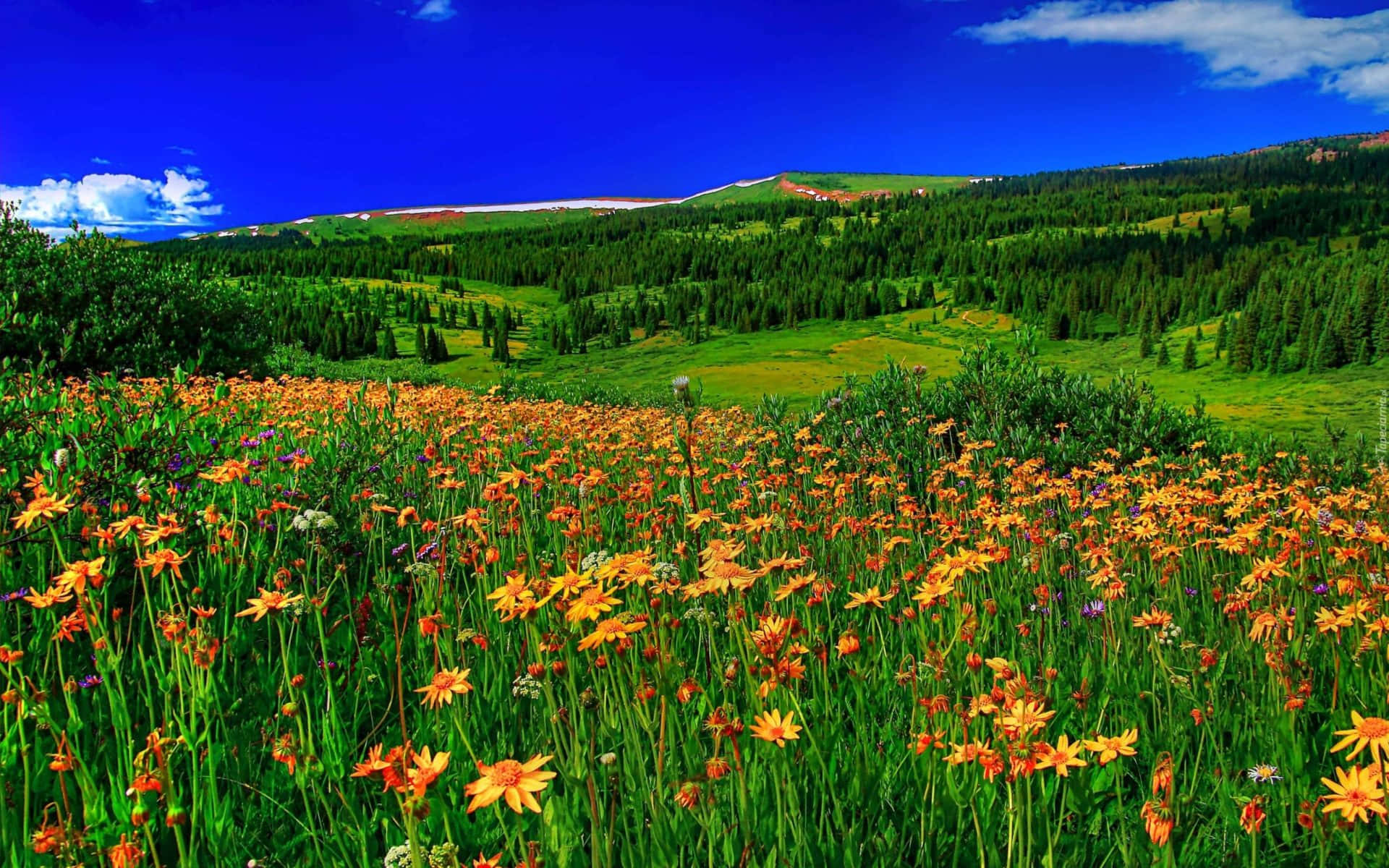 Spring Meadow, vibrant orange wildflowers, sunlit meadow, Full HD Desktop Wallpaper